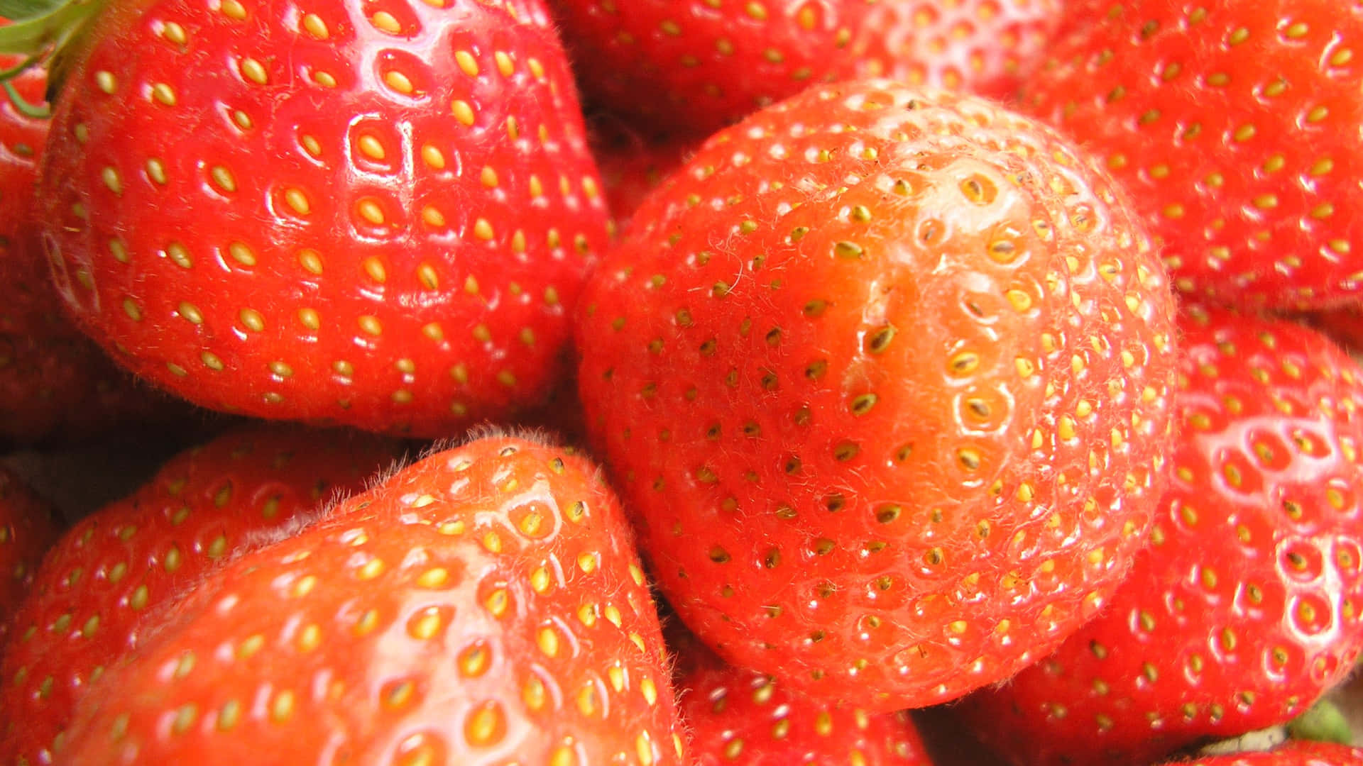 Strawberries. 壁紙 — 多汁成熟的草莓在充滿活力的特寫鏡頭中閃爍著露珠。