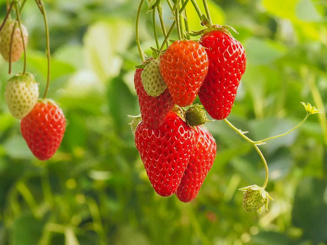 Strawberries 桌布 壁紙 — 多汁成熟的草莓掛在藤蔓上，周圍是茂密的綠葉，在陽光明媚的花園中。