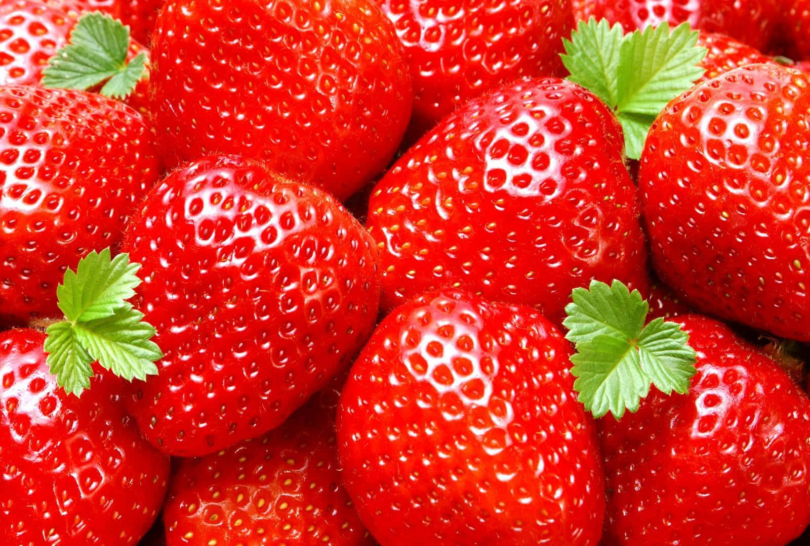 Fruits 桌布 壁紙 — 多汁成熟的草莓配以綠葉，在明亮光線下閃閃發光，呈現充滿活力的特寫。