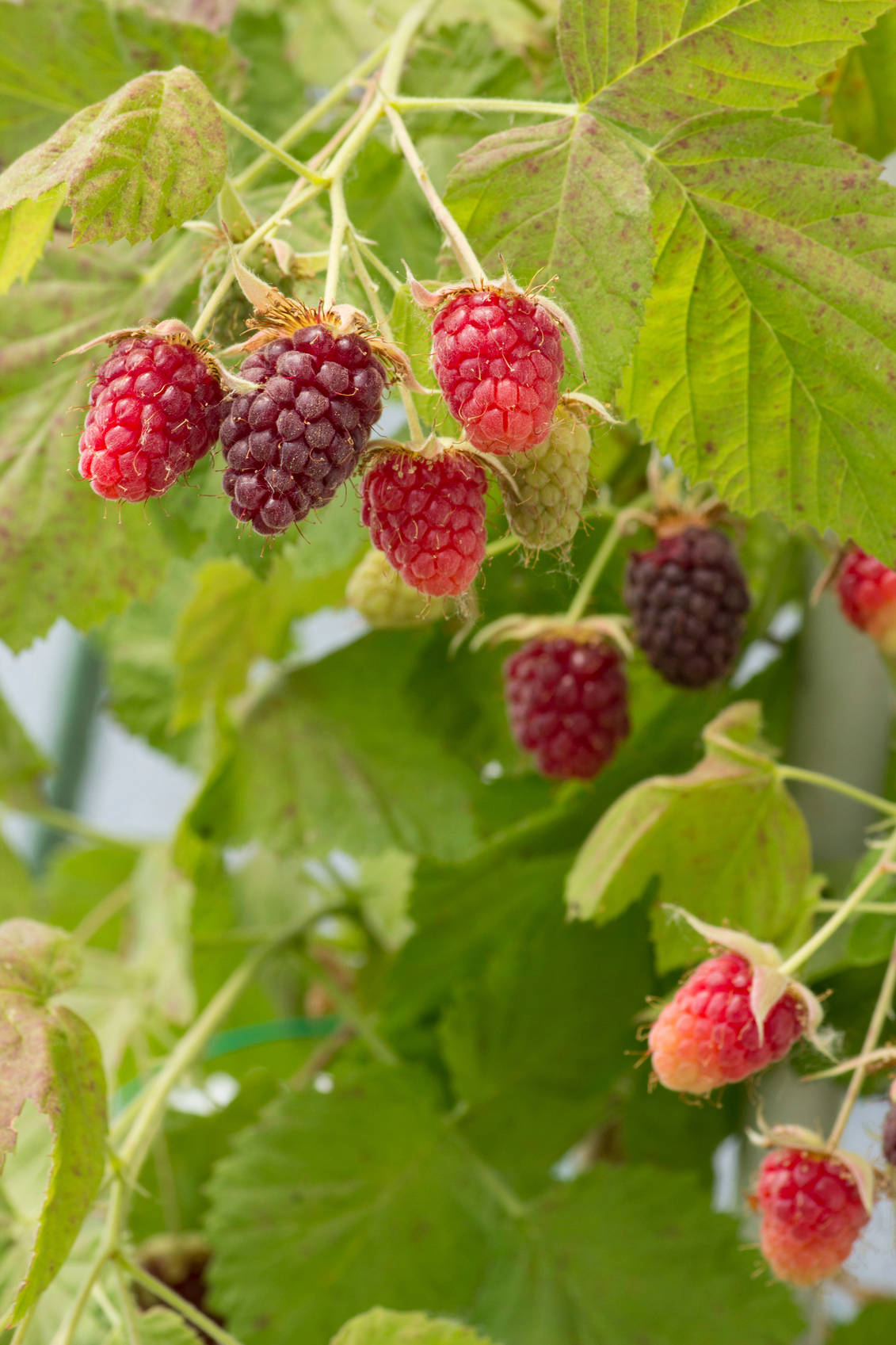 Berry 桌布 壁紙 — 多汁成熟的覆盆子，呈現深淺不一的紅色和紫色，在明亮的日光下掛在綠葉叢生的灌木上。