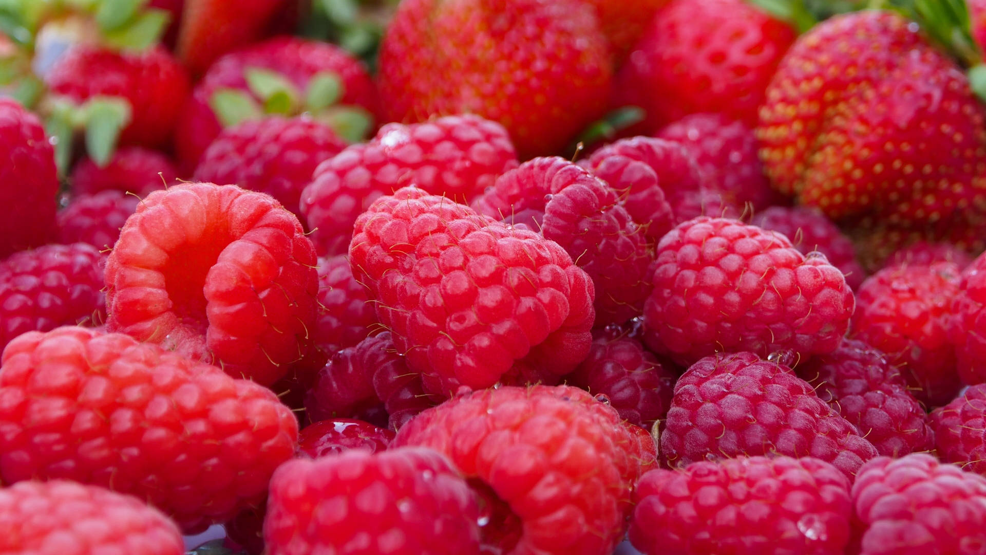 Fruit 桌布 壁紙 — 多汁成熟的覆盆子和草莓在充滿活力的紅色和綠色特寫中閃爍著露珠。