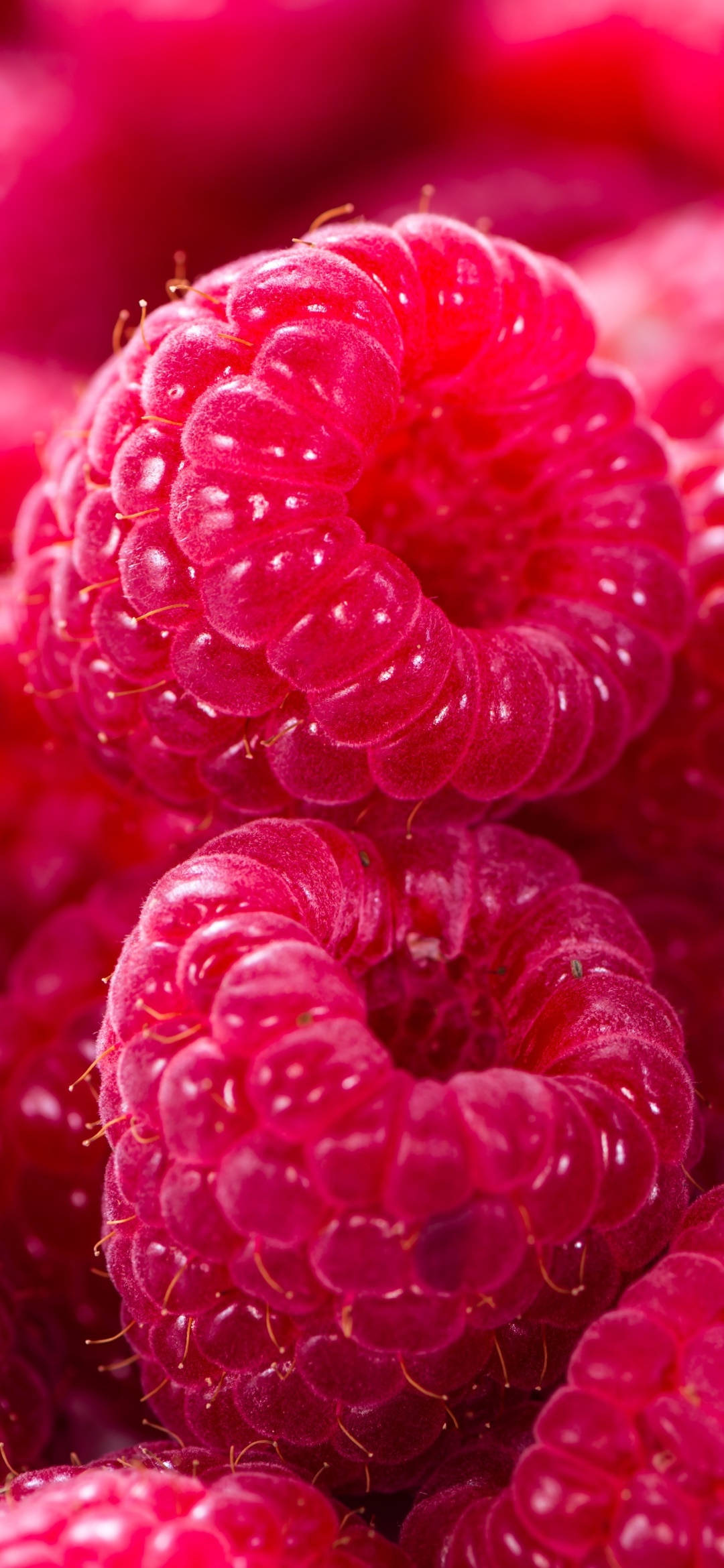 Berry 桌布 壁紙 — 多汁成熟的覆盆子在充滿活力的微距特寫鏡頭中閃耀著露珠。