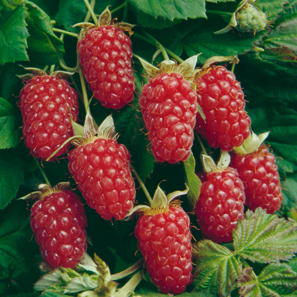 Berry 桌布 壁紙 — 多汁成熟的覆盆子在明亮的自然光下，與茂盛的綠葉一起成簇生長在藤蔓上。