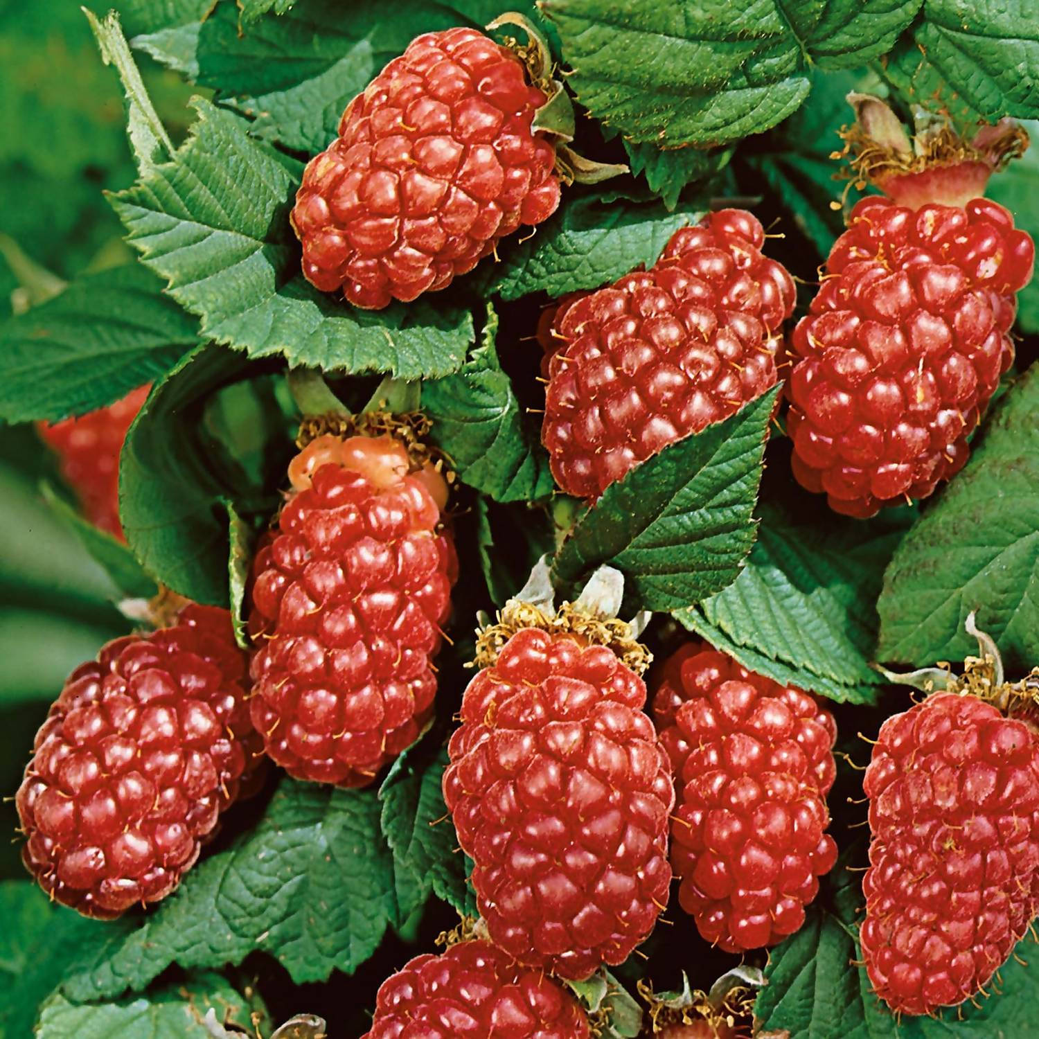 Berry 桌布 壁紙 — 多汁成熟的覆盆子在明亮陽光下聚集在茂密的綠葉之間。