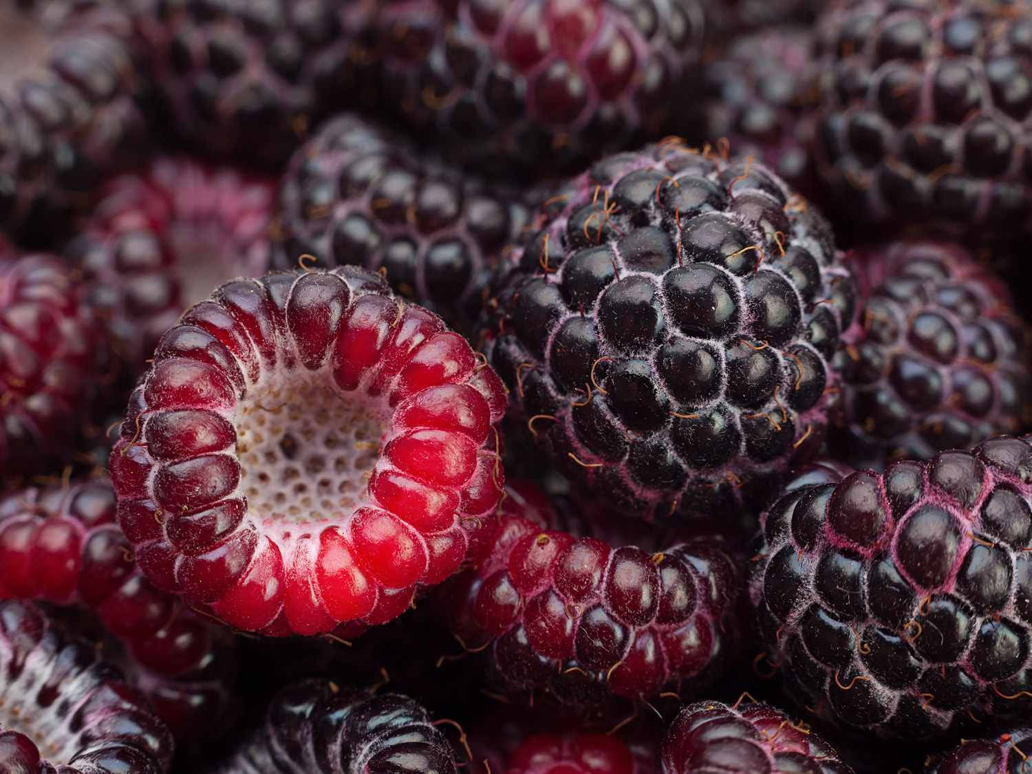 Berry 桌布 壁紙 — 多汁成熟的覆盆子帶有深紅色和黑色色調，在柔和光線下閃閃發光，顯現出它們帶有紋理的小核果。