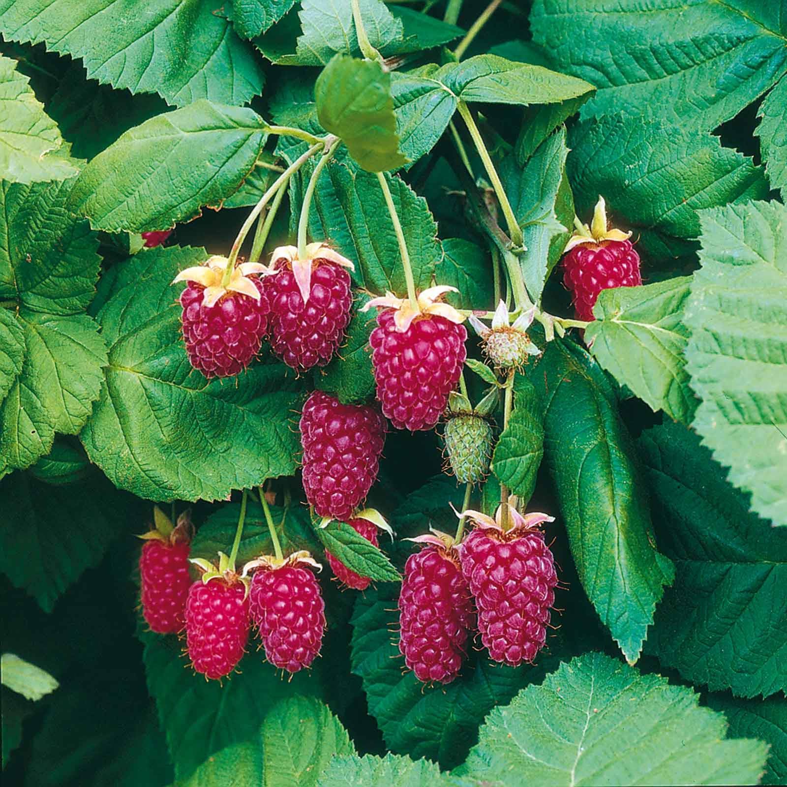 Berry 桌布 壁紙 — 多汁成熟的覆盆子成簇懸掛在茂密的綠葉之間，沐浴在明亮的陽光下。