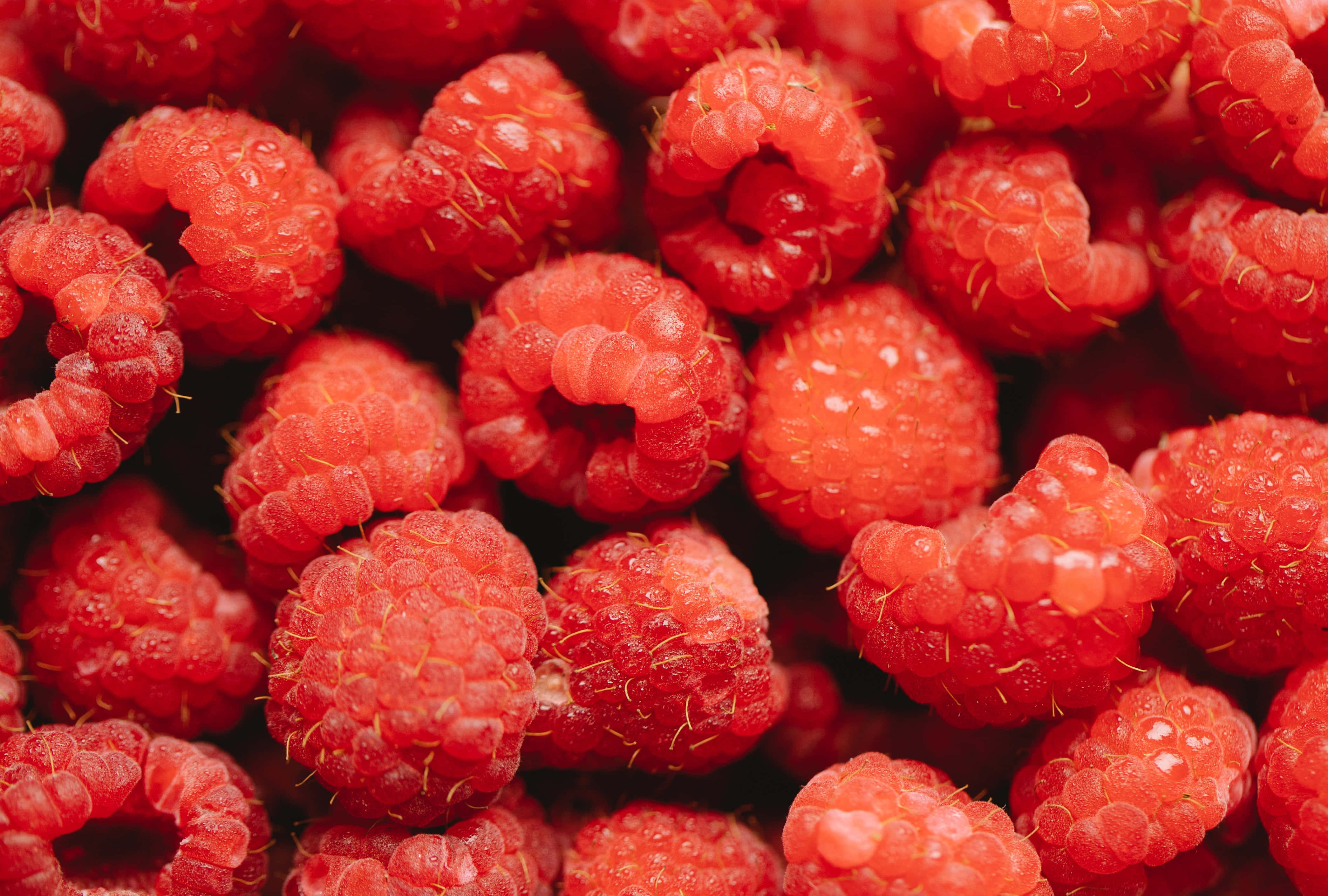 Raspberry 桌布 壁紙 — 多汁成熟的覆盆子閃爍著露珠，呈現深紅和橙色調的鮮明特寫。