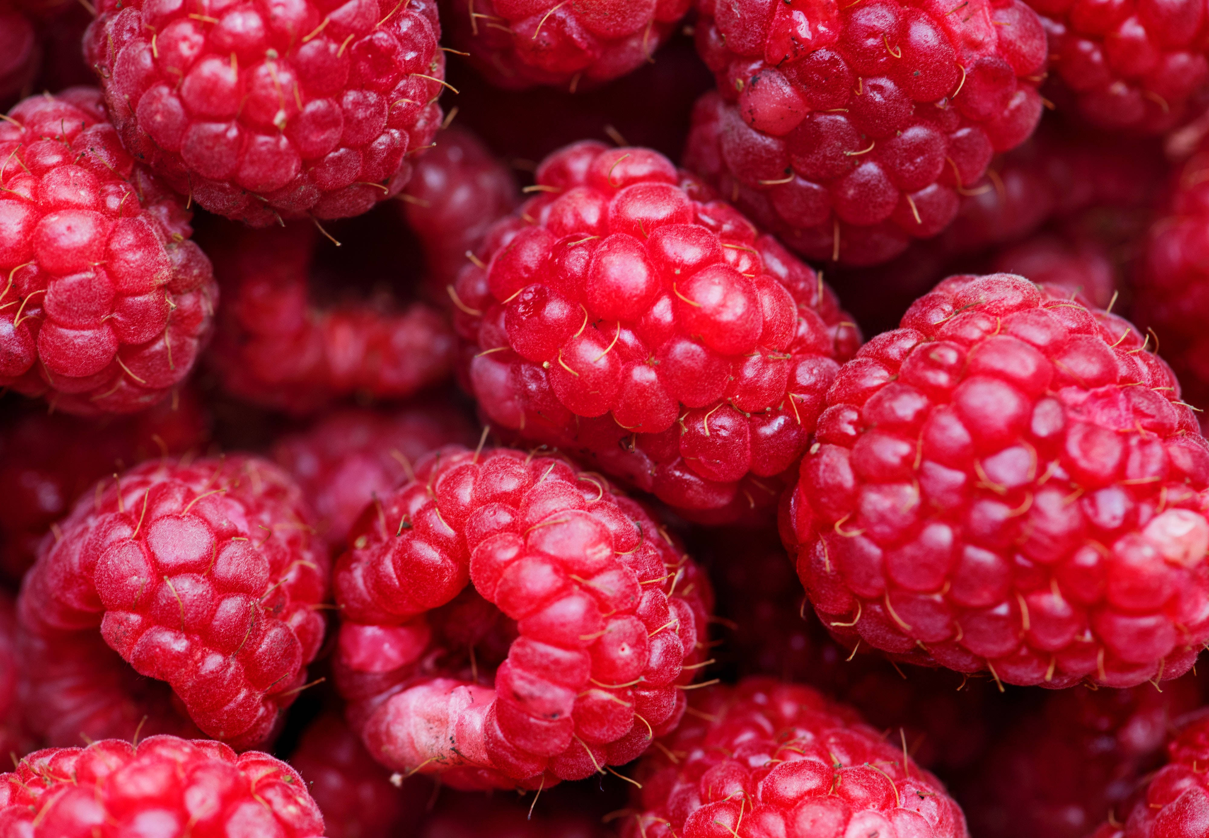 Berry 桌布 壁紙 — 多汁成熟的覆盆子閃爍著露珠，呈現出深紅色甜味的鮮明特寫。