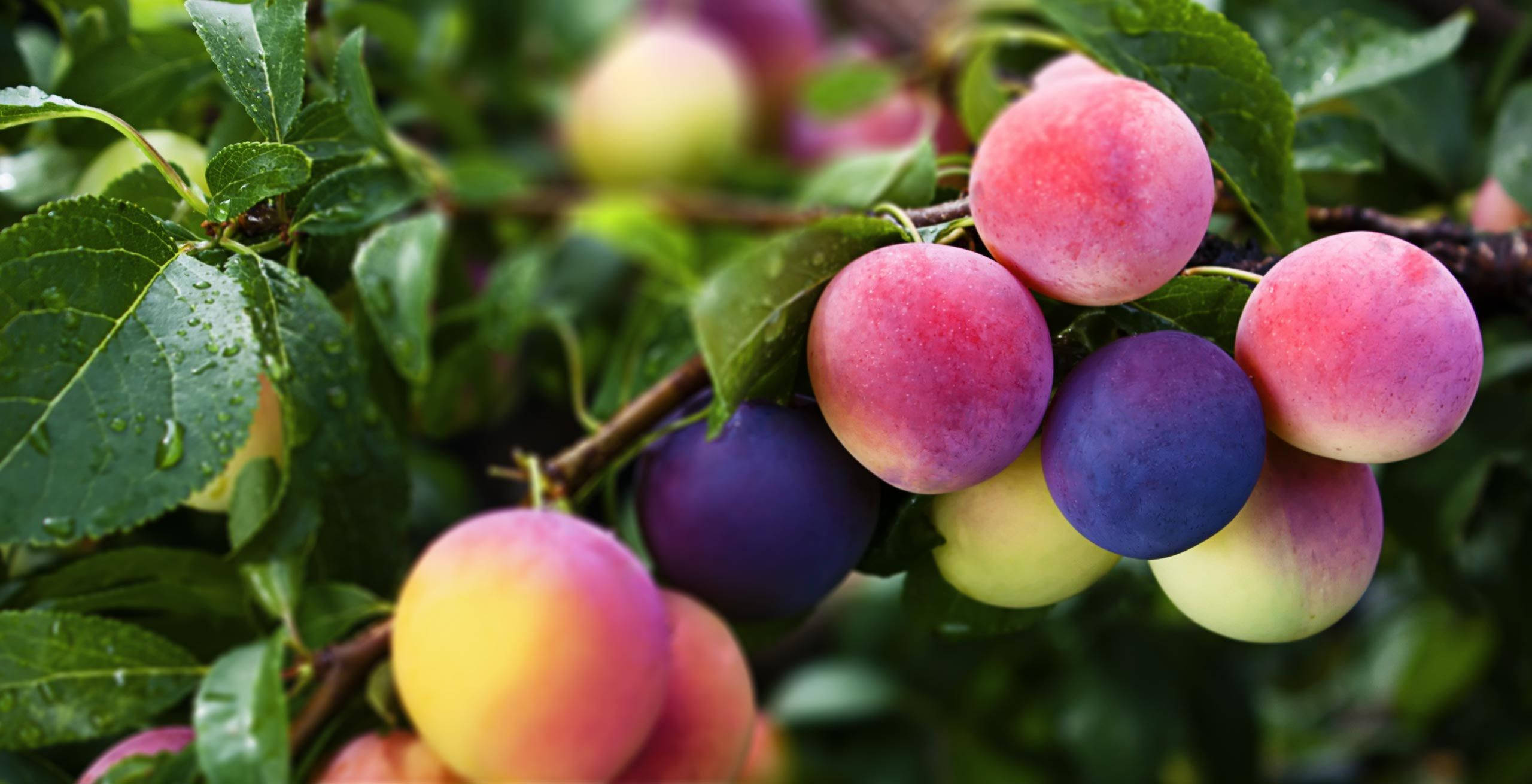 Fruits 桌布 壁紙 — 多汁的李子呈現粉紅、紫色和黃色的鮮豔色調，依附在帶露水的綠色樹枝上。