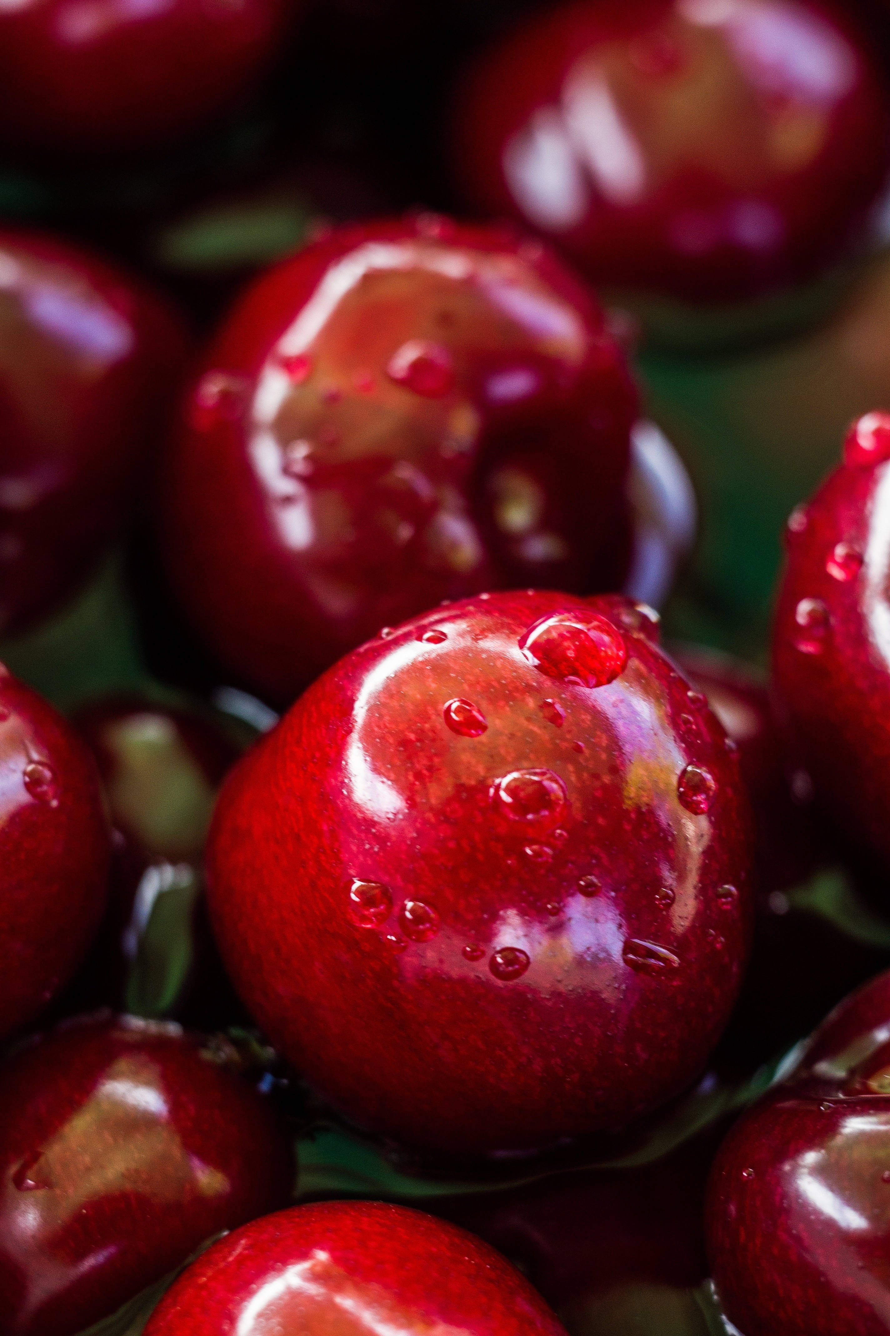Fruit 桌布 壁紙 — 多汁的深紅色櫻桃在黑暗模糊的背景上閃爍著水滴。