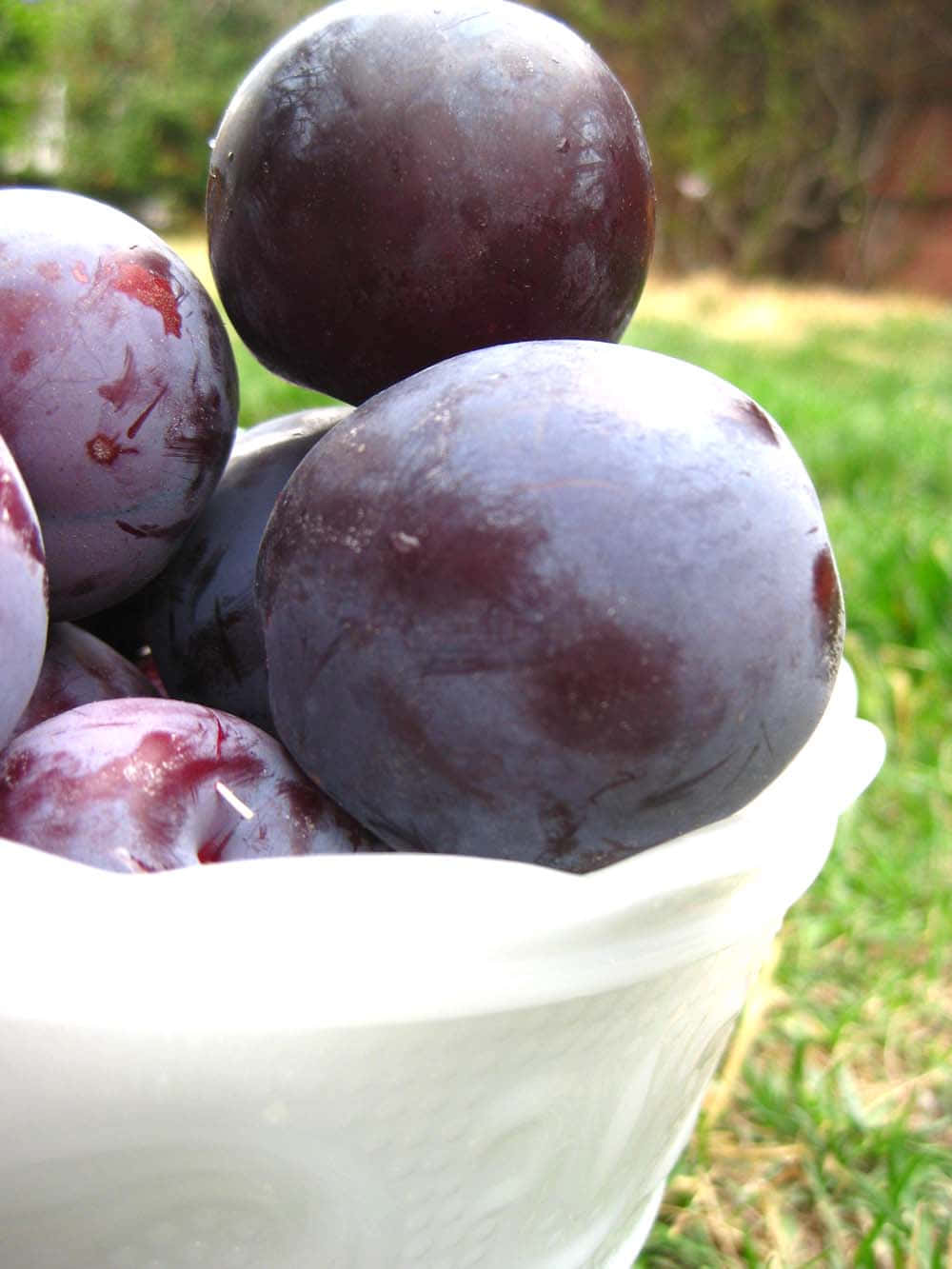 Purple Plums 桌布 壁紙 — 多汁的深紫色李子放在白色陶瓷碗中，置於鮮綠色草地上閃閃發光。