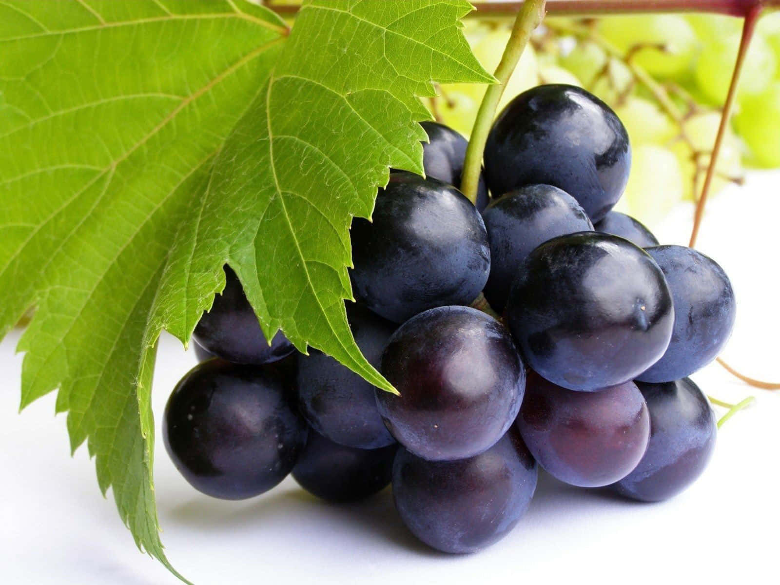 Grape 桌布 壁紙 — 多汁的深紫色葡萄在柔和光線下閃閃發光，旁邊是一片鮮綠色的葉子，背景是潔淨的白色。