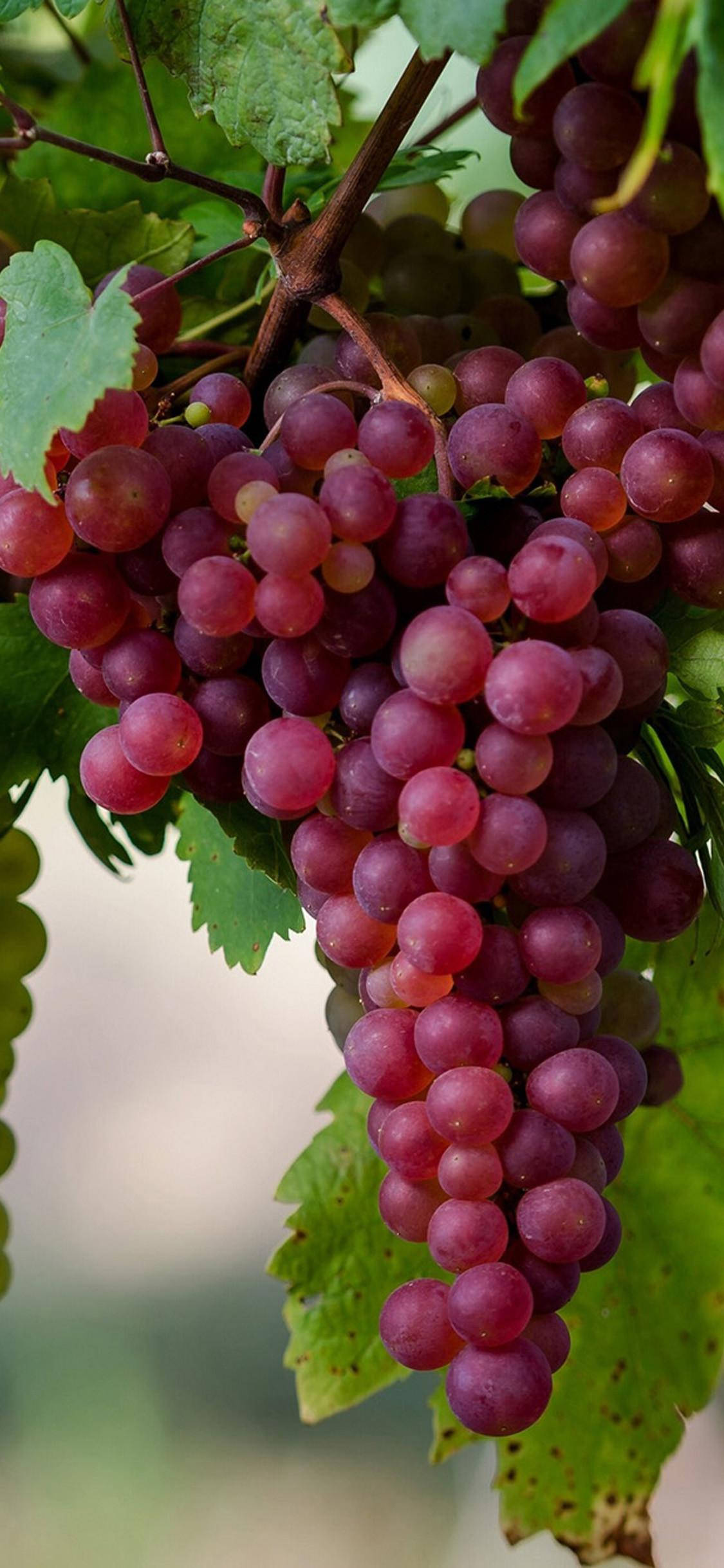 Vineyard 桌布 壁紙 — 多汁的深紫色葡萄在柔和自然光下，密集地掛在鮮綠色的葉子之間。