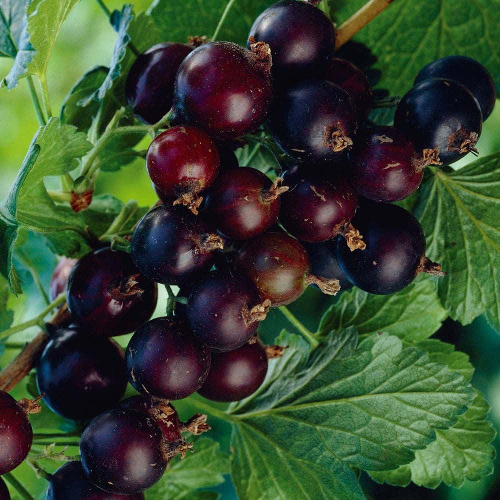 Black Currant 桌布 壁紙 — 多汁的深紫色鵝莓在樹枝上閃閃發光，周圍環繞著充滿活力的綠葉。