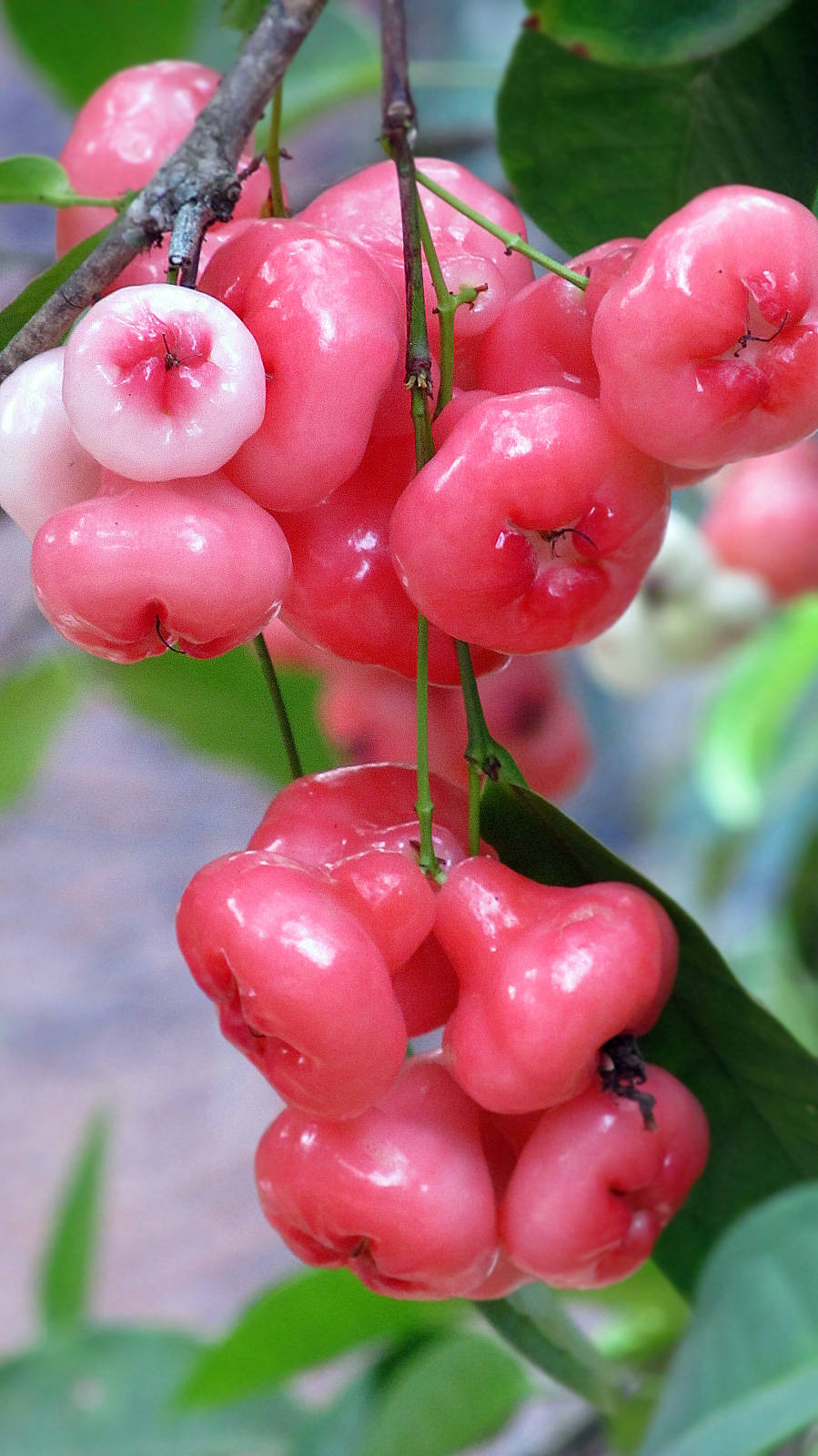 Fruits 桌布 壁紙 — 多汁的粉紅玫瑰蘋果在樹枝上閃閃發光，周圍是茂盛的綠葉，呈現出充滿活力的特寫鏡頭。