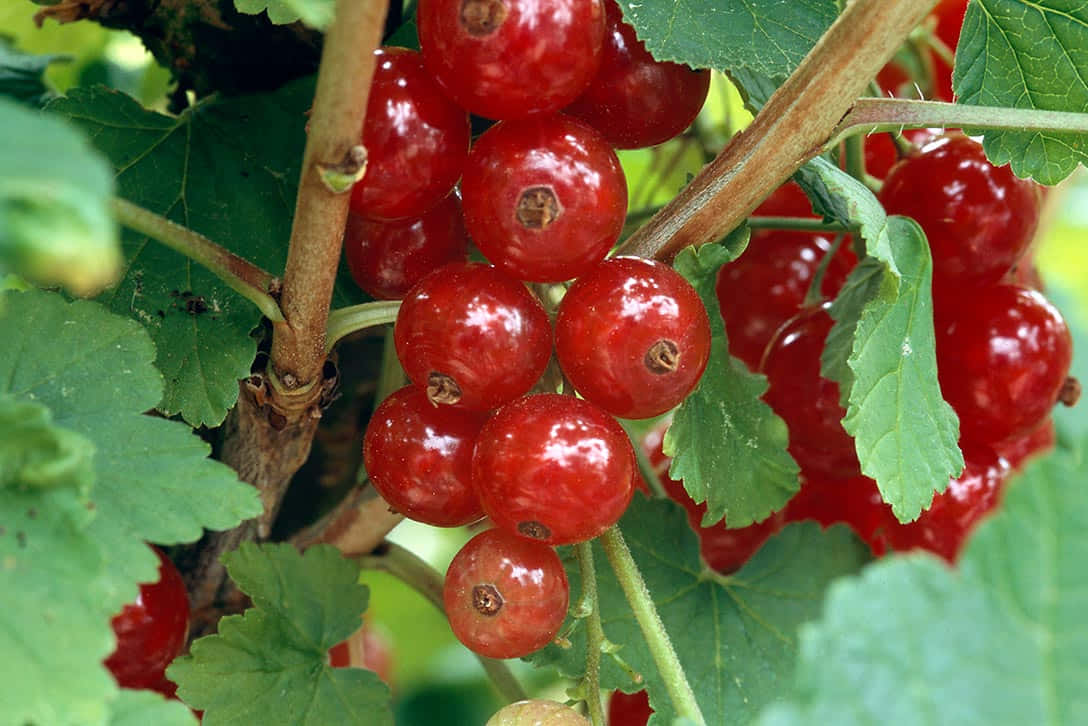 Red Fruit 桌布 壁紙 — 多汁的紅加侖子在陽光明媚的花園中，在藤蔓上閃閃發光，周圍環繞著茂密的綠葉。