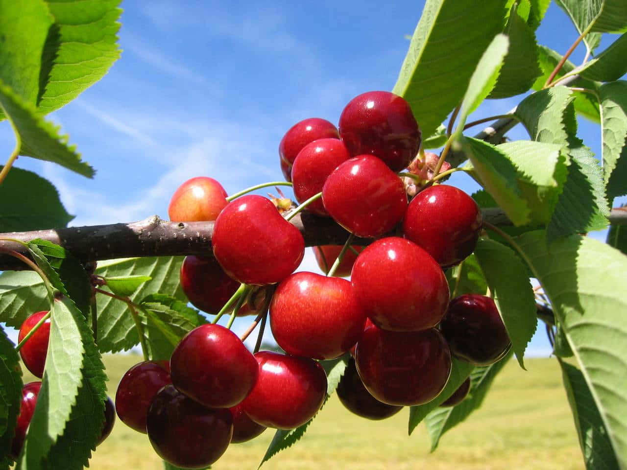 Red Cherries 桌布 壁紙 — 多汁的紅櫻桃在藍天下閃閃發光，綠葉襯托著樹枝。