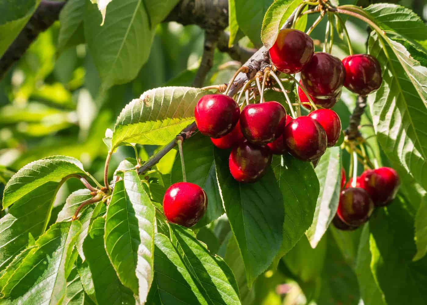 Red Cherries 桌布 壁紙 — 多汁的紅櫻桃在陽光下閃閃發光，襯托著樹枝上鮮綠的葉子。