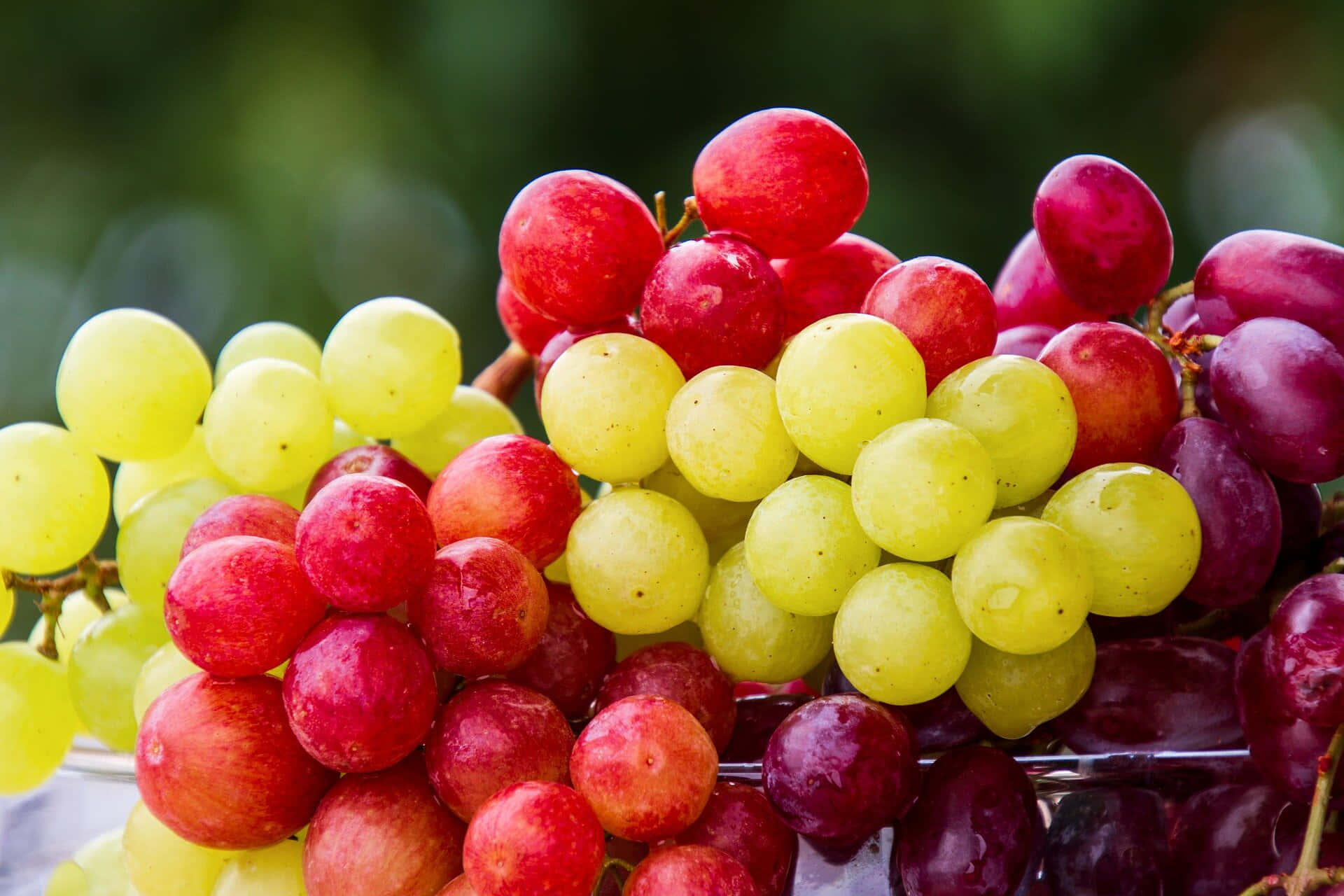 Grape 桌布 壁紙 — 多汁的紅色、黃色和紫色葡萄在充滿活力的特寫鏡頭中閃爍著露珠。