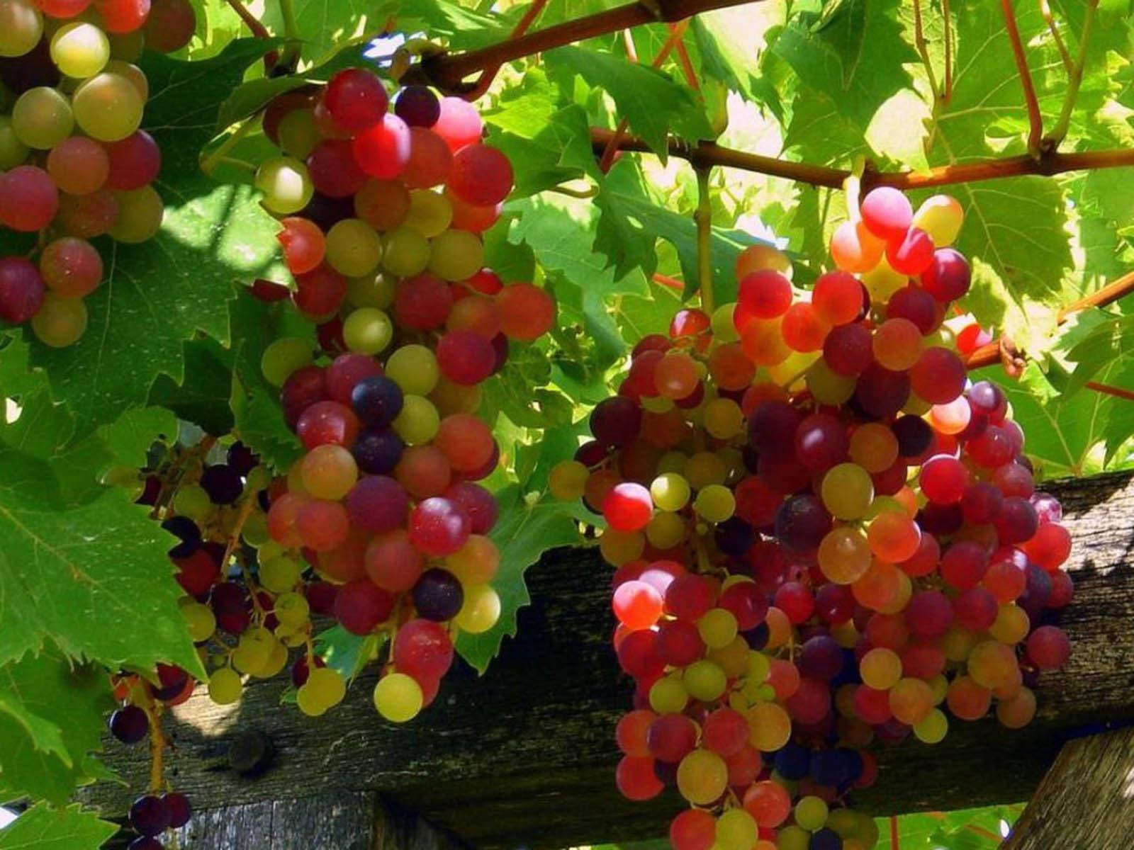 Fruits 桌布 壁紙 — 多汁的紅色、黃色和紫色葡萄在明亮的陽光下成串地掛在綠色藤蔓上。