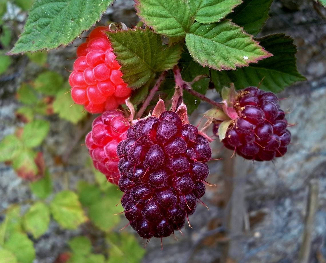 Berry 桌布 壁紙 — 多汁的紅色和紫色覆盆子簇擁在帶有綠葉的藤蔓上，背景是模糊的岩石。