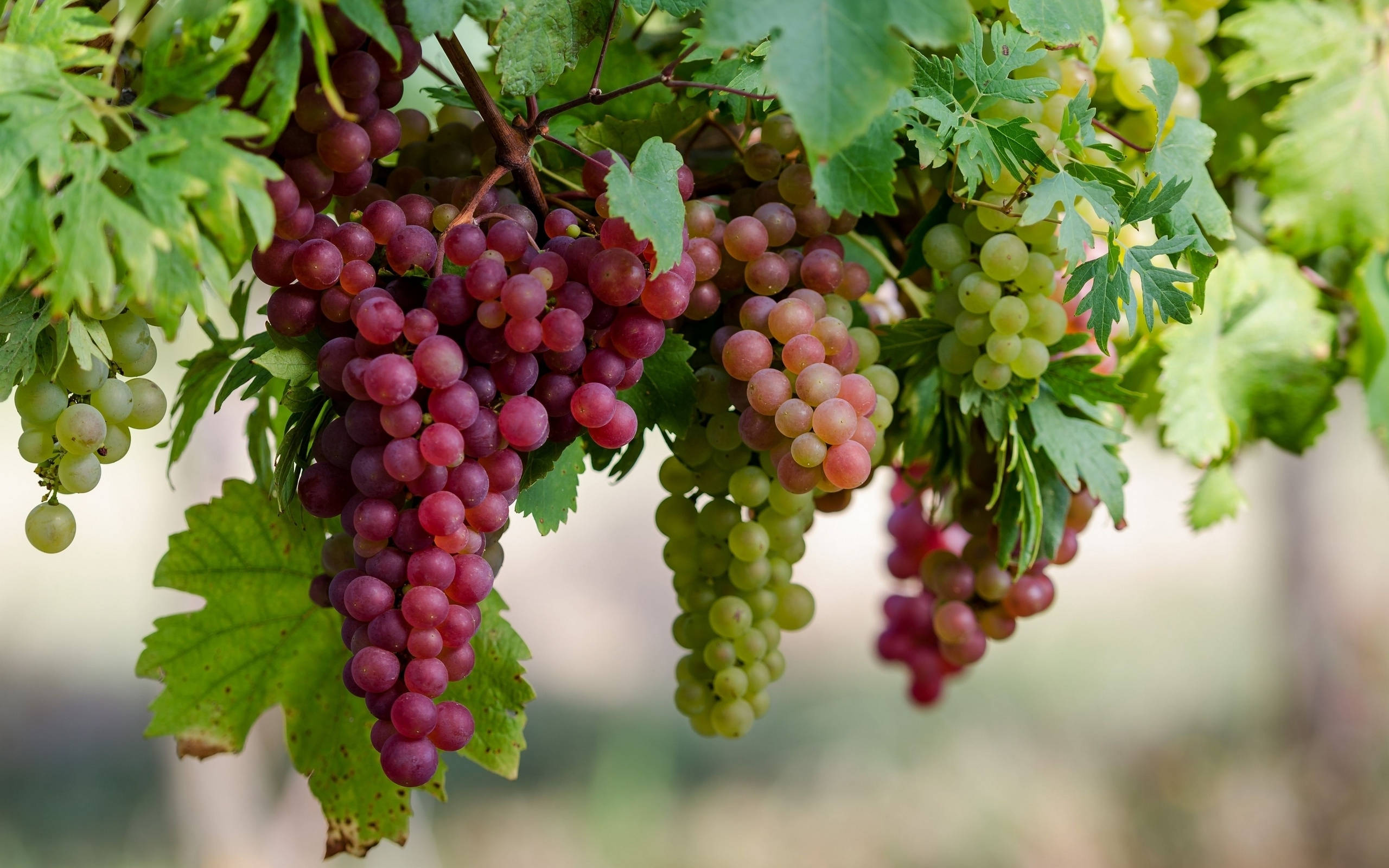 Grape 桌布 壁紙 — 多汁的紅色和綠色葡萄串沉甸甸地掛在陽光普照的葡萄園中茂盛的綠色藤蔓上。