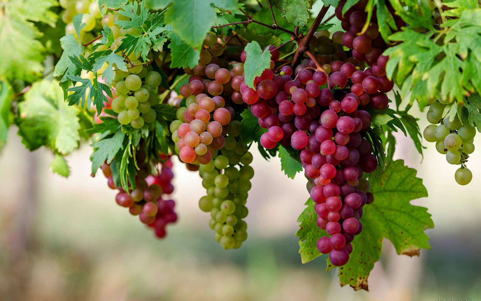 Vineyard 桌布 壁紙 — 多汁的紅色和綠色葡萄串沉重地掛在藤蔓上，藤蔓上有茂盛的綠葉，在陽光明媚的葡萄園中。