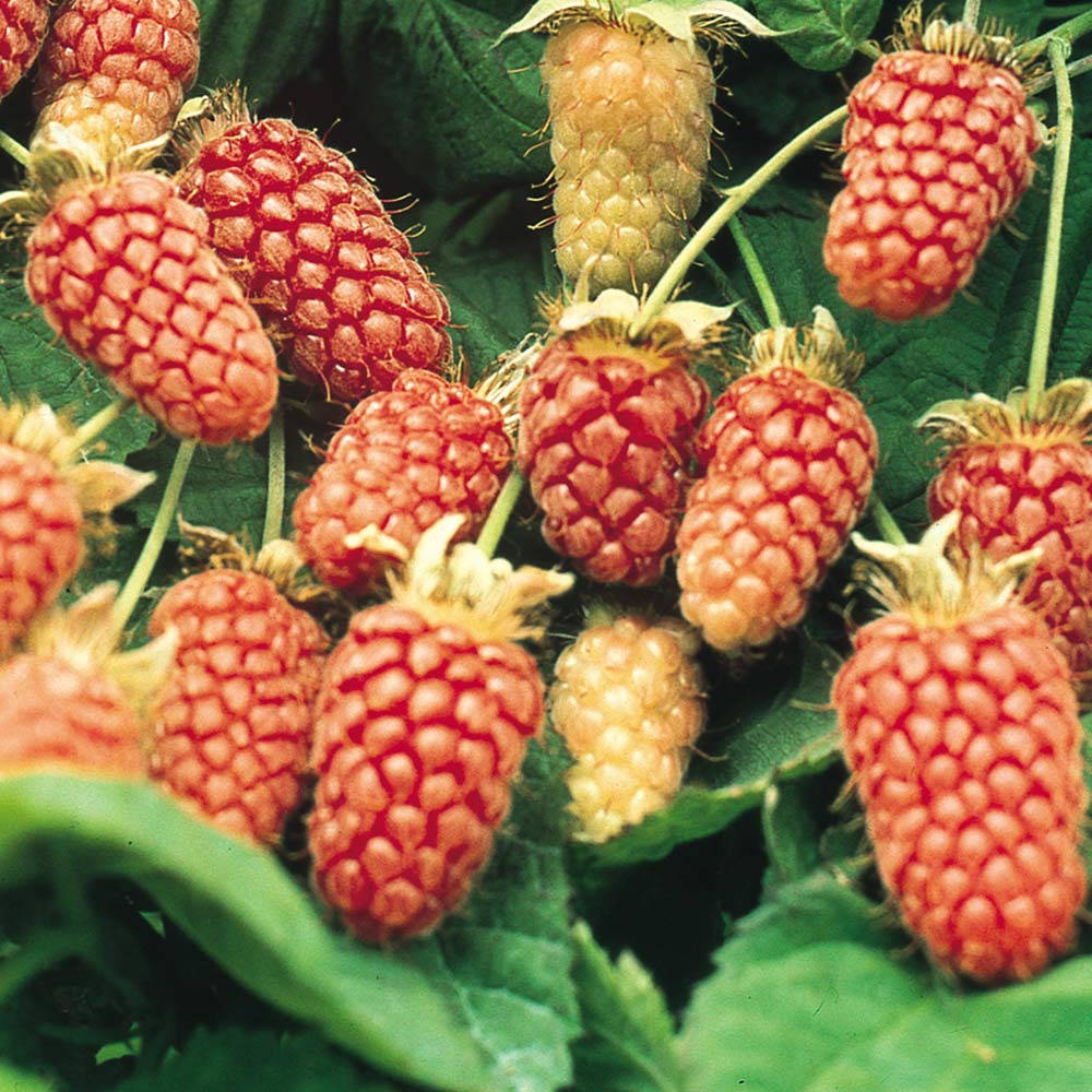 Berry 桌布 壁紙 — 多汁的紅色和金色覆盆子簇生在莖上，襯著茂盛的綠葉，特寫照片。
