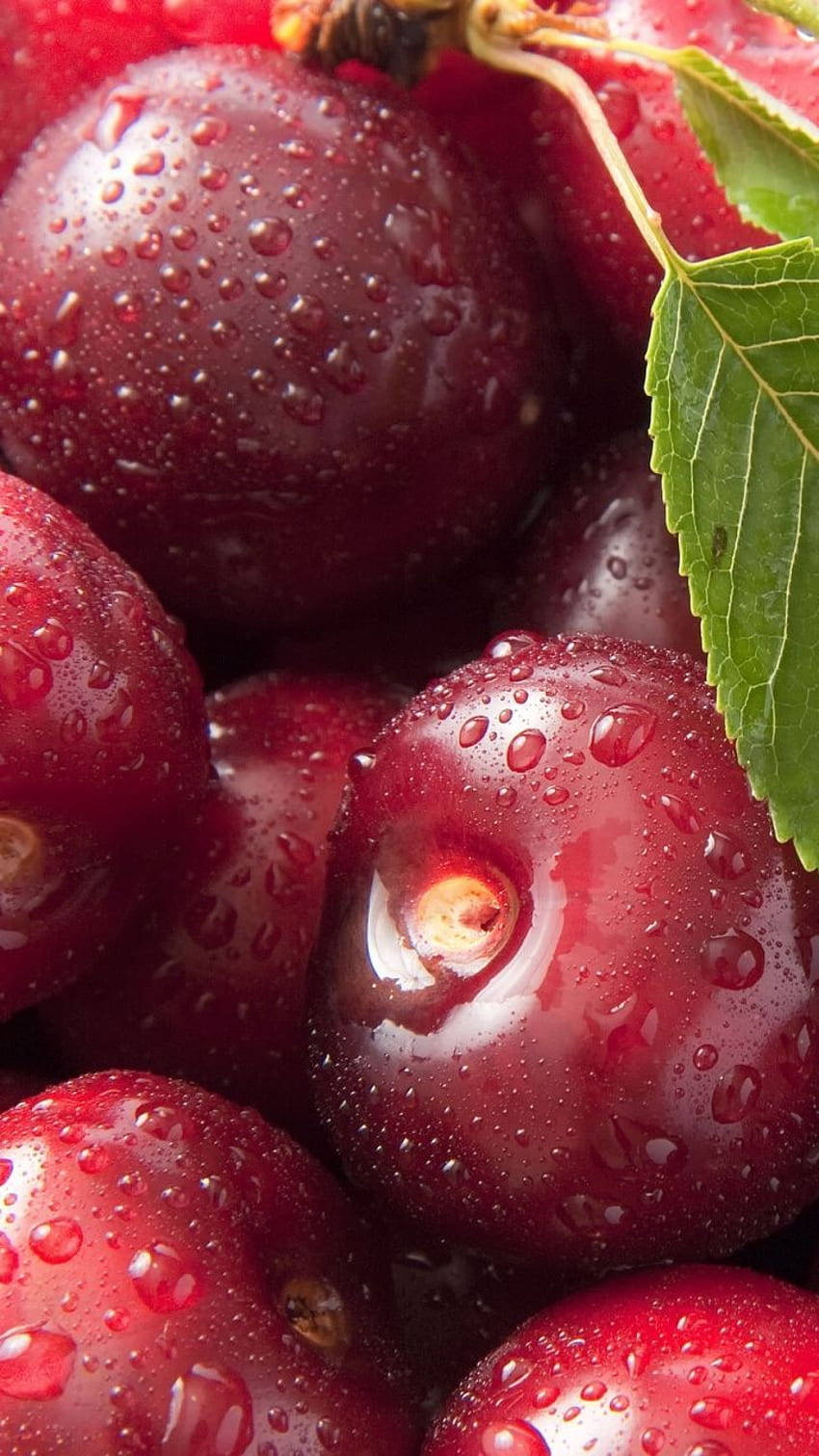 Fruit 桌布 壁紙 — 多汁的紅色李子閃爍著露珠，新鮮的綠葉增添了鮮明的對比。