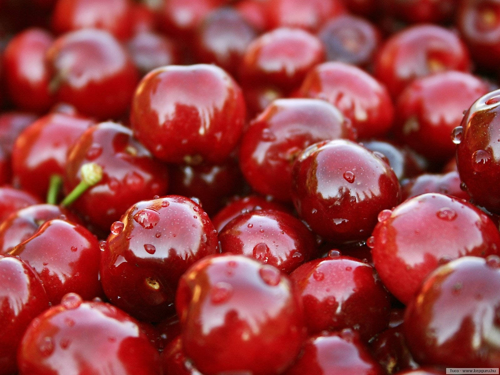Fruit 桌布 壁紙 — 多汁的紅色櫻桃在微距特寫中閃爍著水滴。