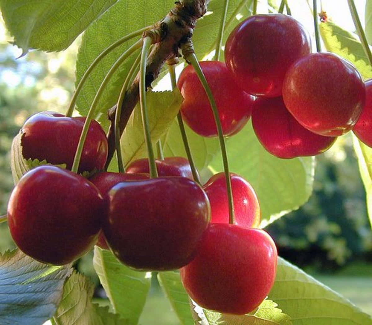 Red Cherries 桌布 壁紙 — 多汁的紅色櫻桃在陽光下閃閃發光，懸掛在枝頭，周圍是充滿活力的綠葉。