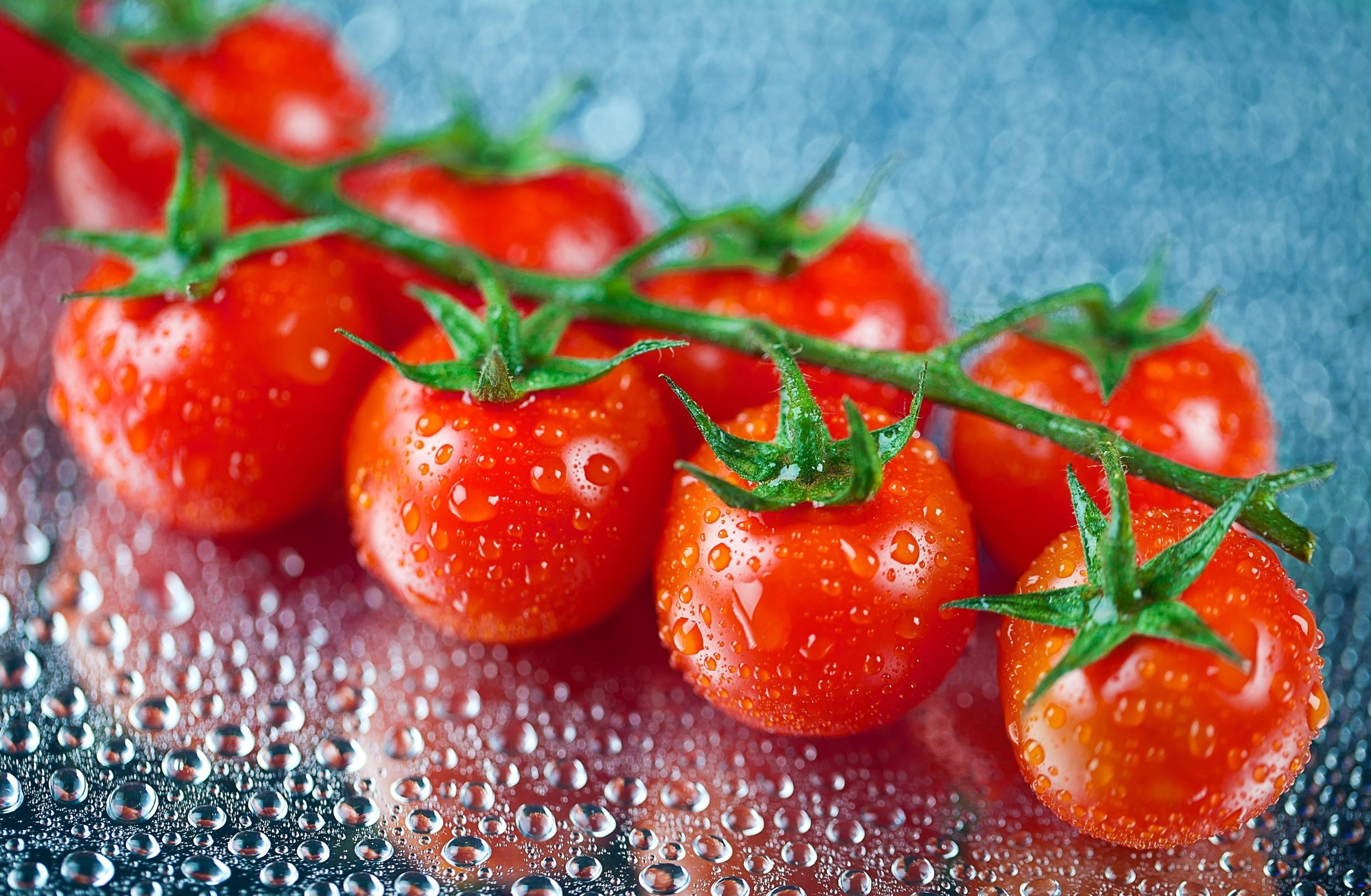 Fruits 桌布 壁紙 — 多汁的紅色櫻桃番茄在潮濕表面上閃爍著水滴，襯托著清涼的藍色紋理背景。