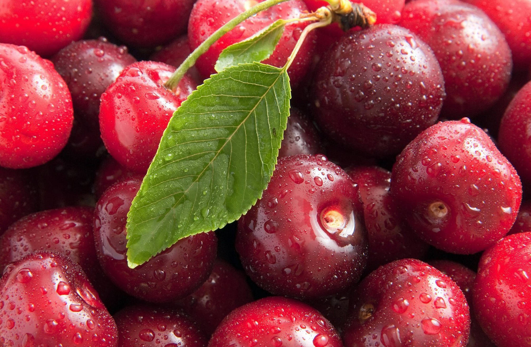 Fruit 桌布 壁紙 — 多汁的紅色櫻桃閃爍著水滴，一片綠葉靜靜地躺在堆上。