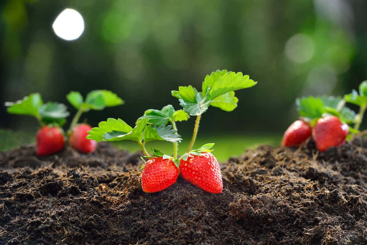 Strawberries 桌布 壁紙 — 多汁的紅色草莓從肥沃的深色土壤中探出頭來，伴隨著鮮綠的葉子，在柔和自然光下閃耀。