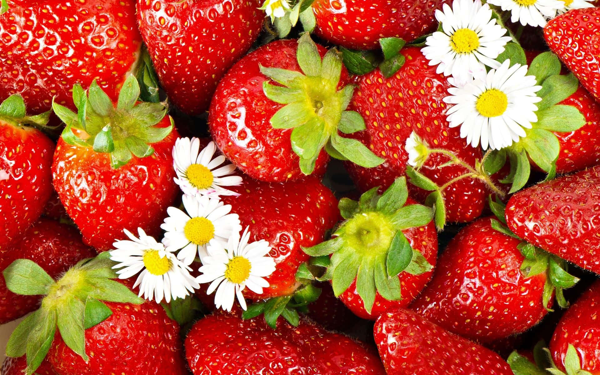 Cute Strawberry 桌布 壁紙 — 多汁的紅色草莓搭配綠色頂部和白色雛菊，營造出充滿活力的新鮮夏季水果擺設。