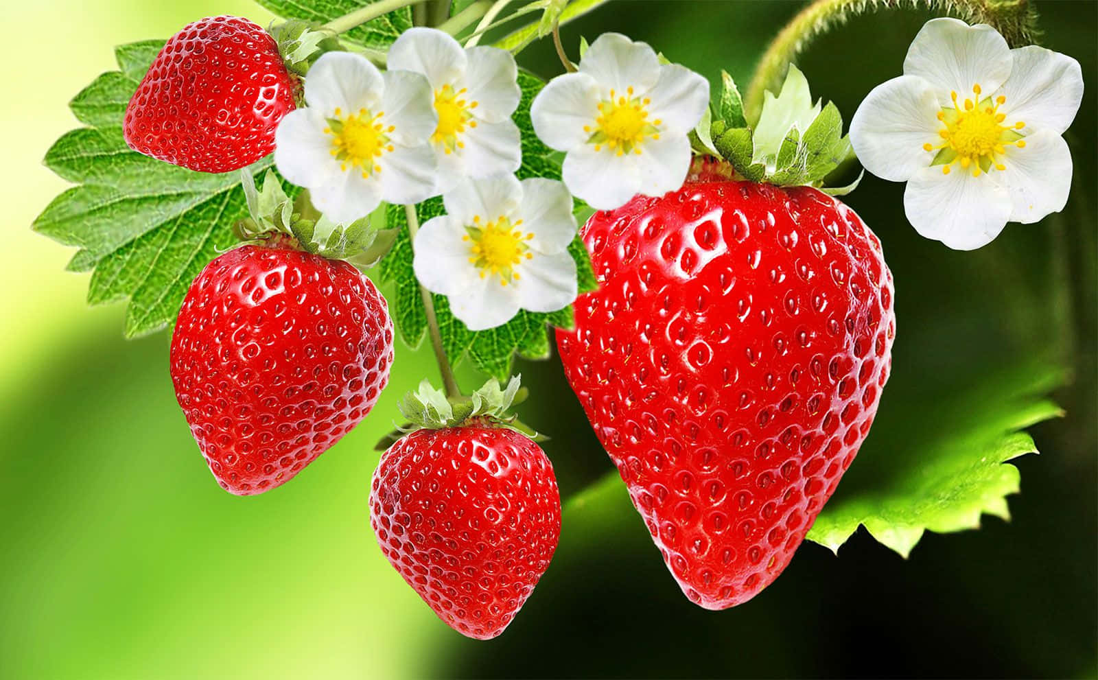 Strawberries 桌布 壁紙 — 多汁的紅色草莓與白色花朵在茂盛的綠色藤蔓上盛開，背景柔和模糊。