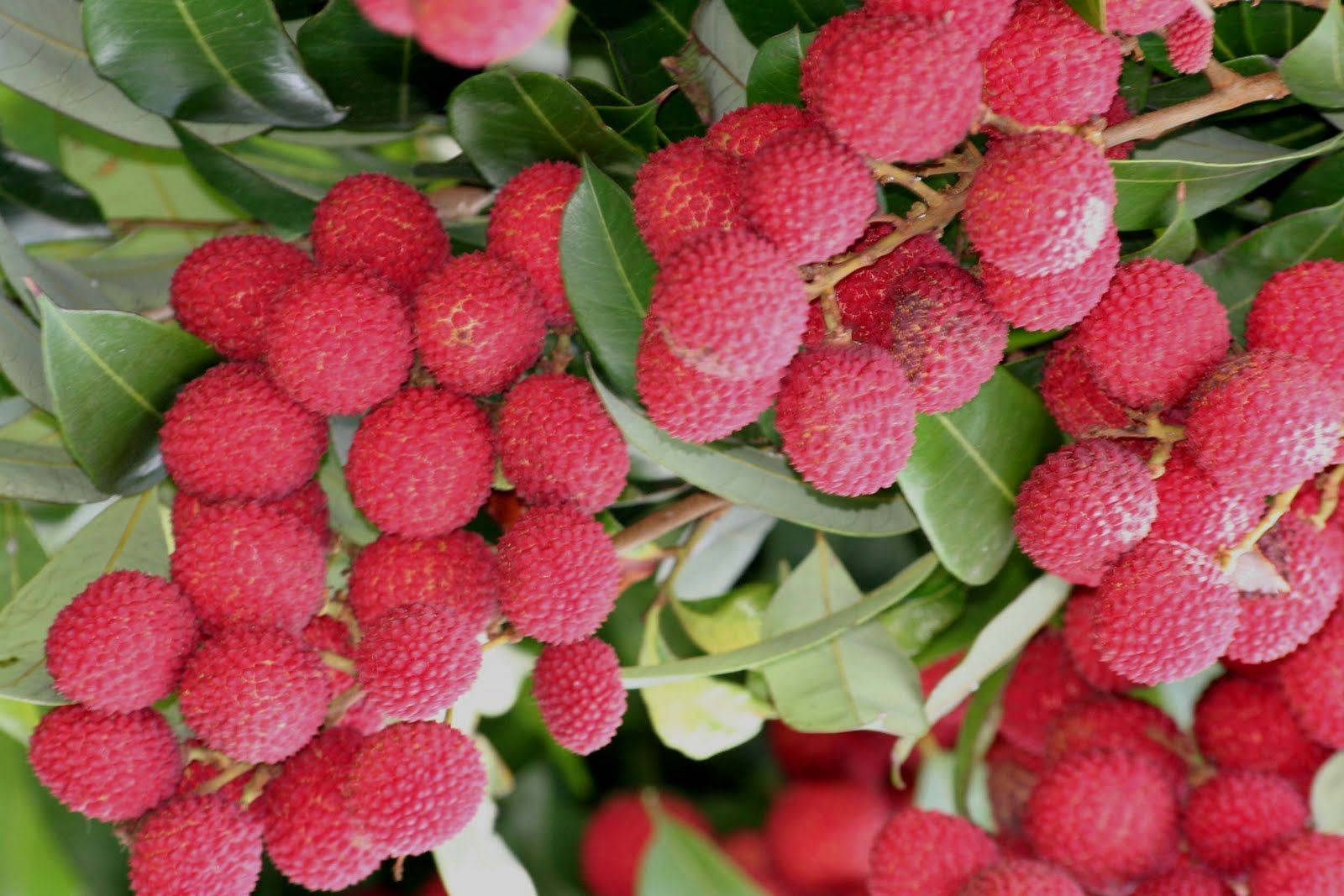 Fruits 桌布 壁紙 — 多汁的紅色荔枝在明亮的日光下簇擁在帶有光澤綠葉的樹枝上。