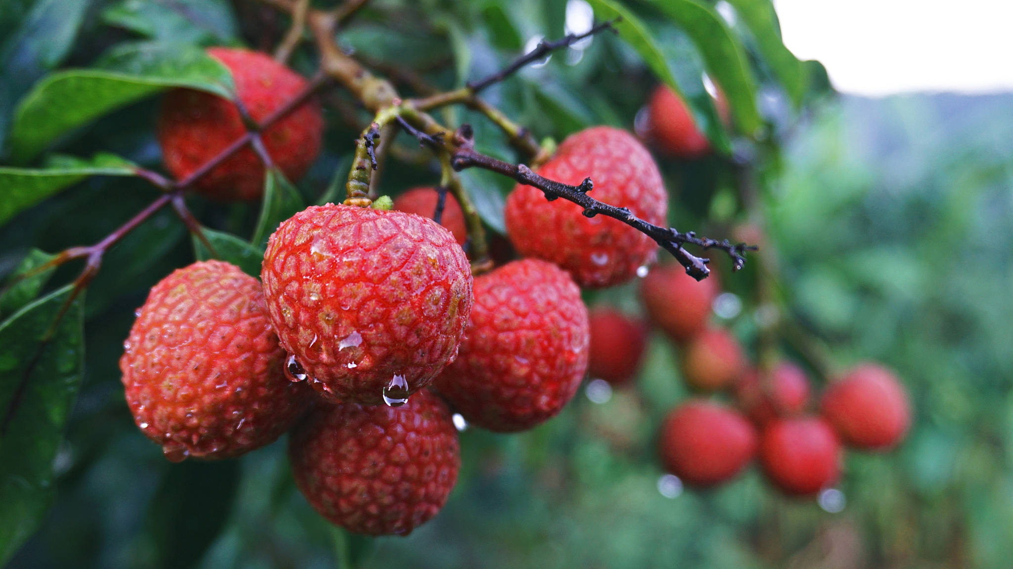 Litchi 桌布 壁紙 — 多汁的紅色荔枝閃爍著露珠，掛在凹凸不平的果皮上，生長在茂盛的綠色樹枝上。