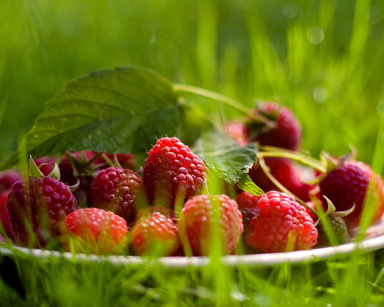 Raspberry 桌布 壁紙 — 多汁的紅色覆盆子配綠葉，放在一個白色碗中，碗擱在鮮綠色的草地上。