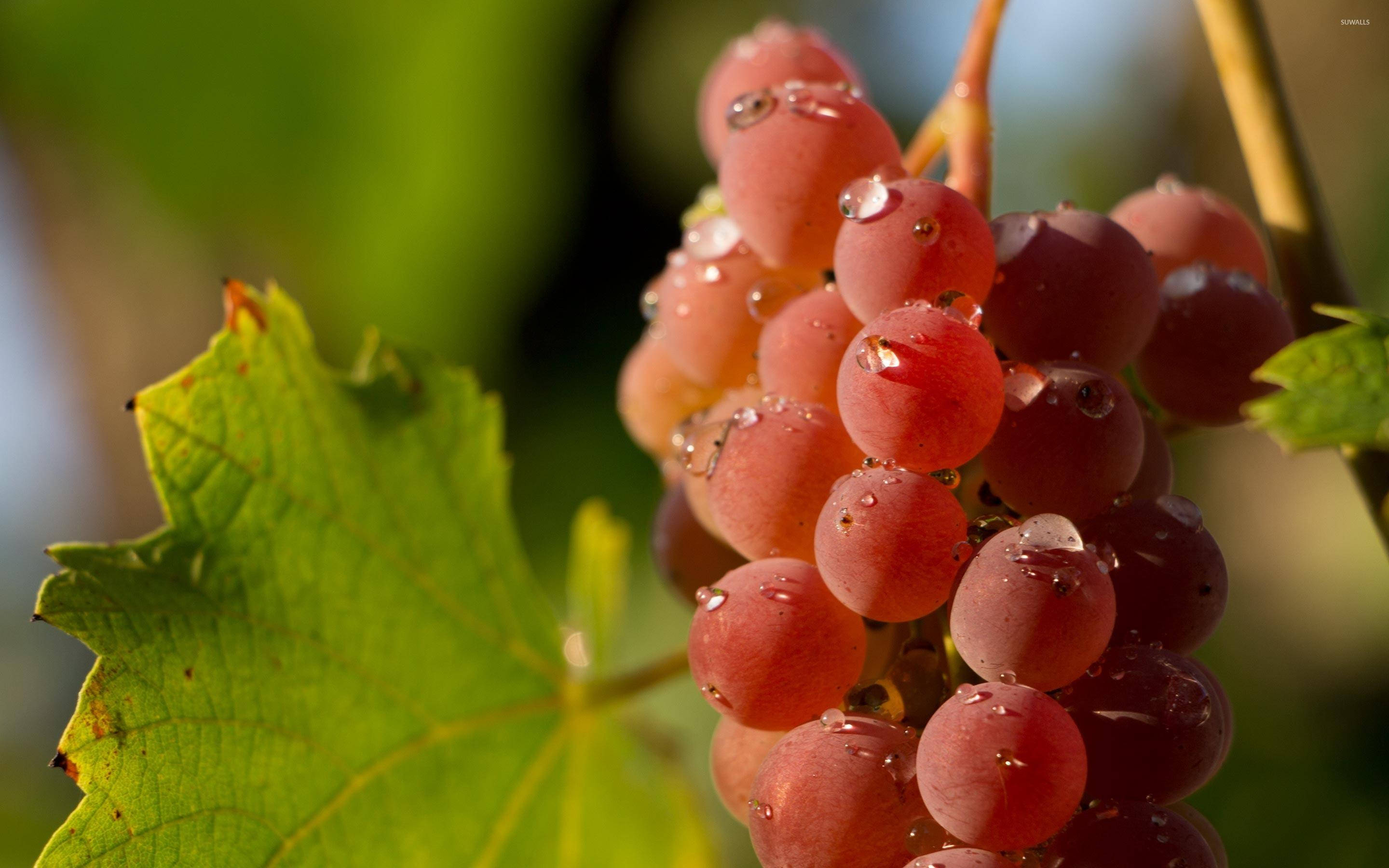 Grape 桌布 壁紙 — 多汁的紅葡萄在溫暖陽光下，在鮮綠葉子旁閃爍著露珠。