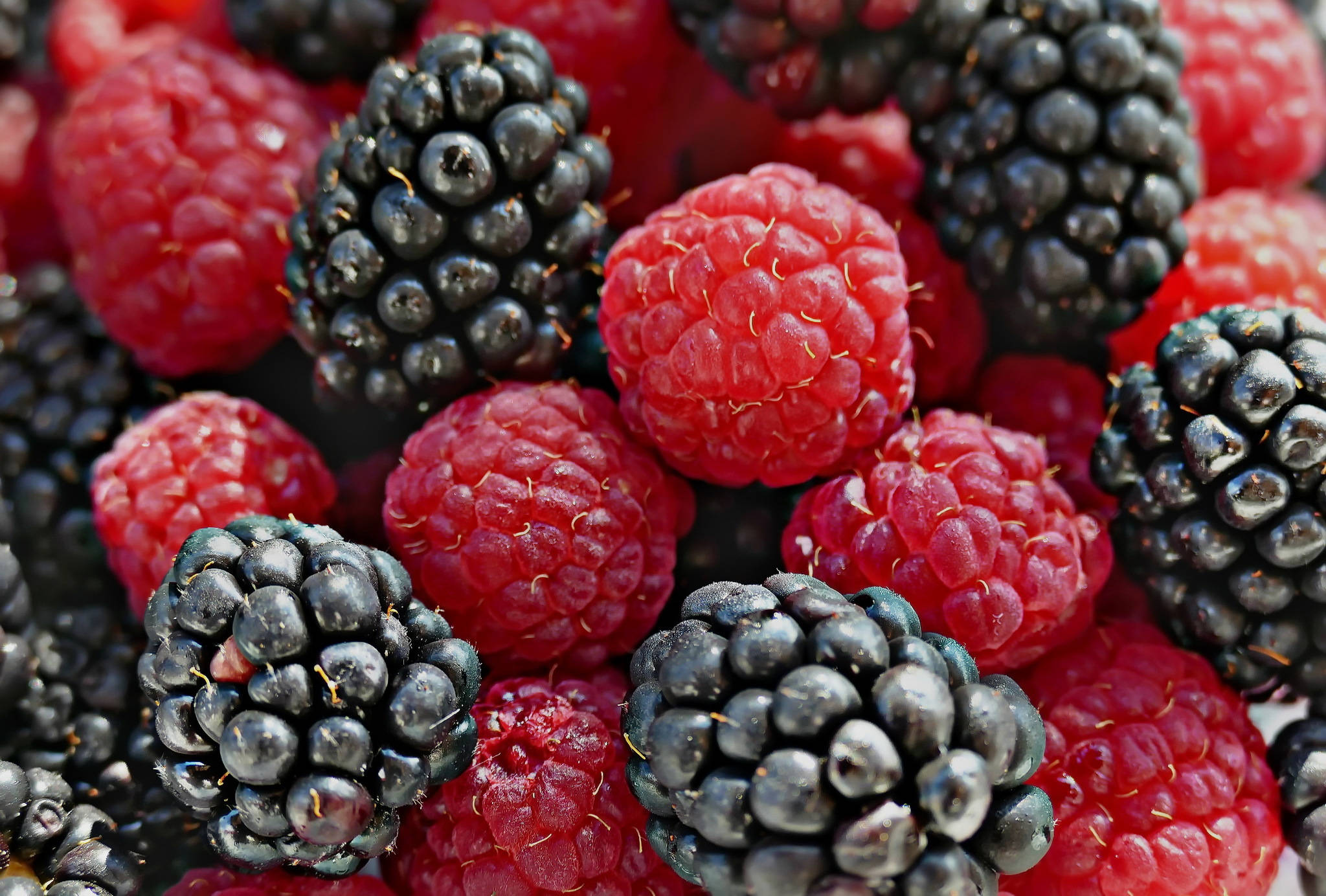 Berry 桌布 壁紙 — 多汁的紅覆盆子和飽滿的黑莓在充滿活力的特寫中閃爍著露珠。