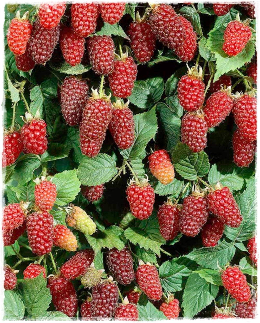 Berry 桌布 壁紙 — 多汁的紅覆盆子密集地簇擁在鮮綠的葉子之間，沐浴在明亮的陽光下。