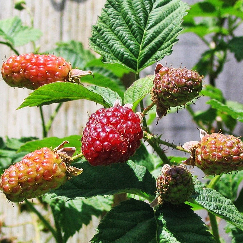 Berry 桌布 壁紙 — 多汁的紅覆盆子簇生於帶刺的藤蔓上，襯以鮮綠的葉子，背景是木柵欄。