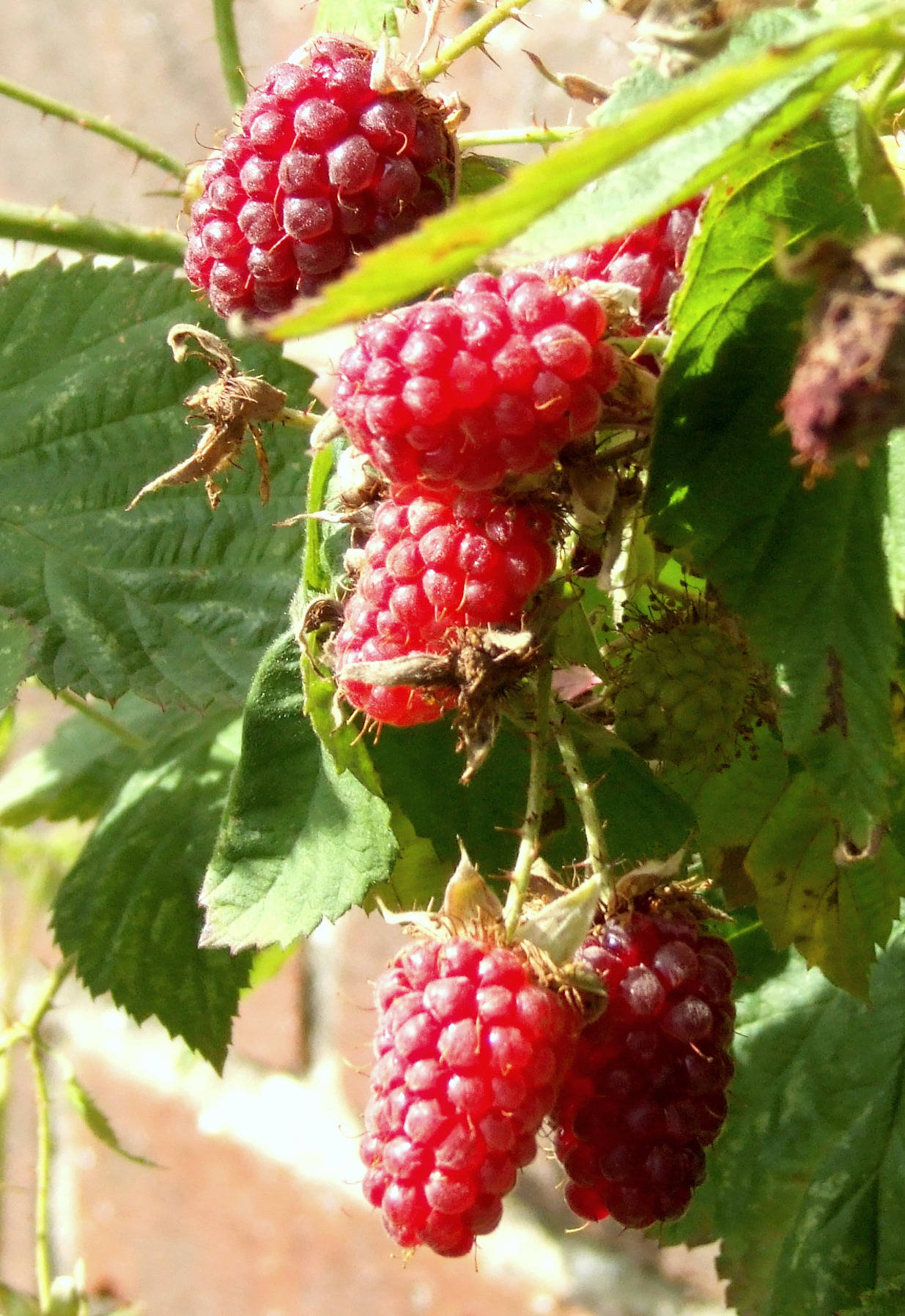 Berry 桌布 壁紙 — 多汁的紅覆盆子聚集在多刺的藤蔓上，伴隨著鮮綠色的葉子，在明亮的陽光下。
