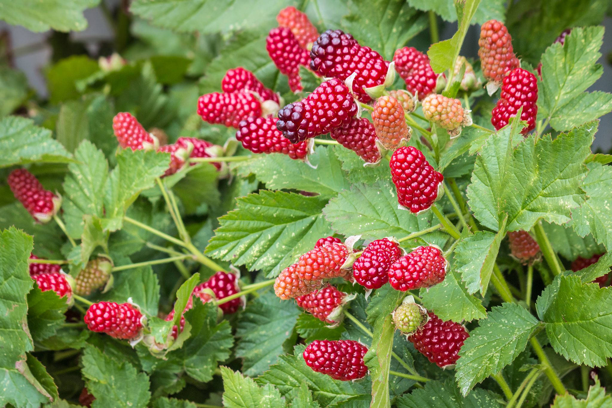 Berry 桌布 壁紙 — 多汁的紅覆盆子聚集在陽光普照的花園床中鮮綠色的葉子之間。