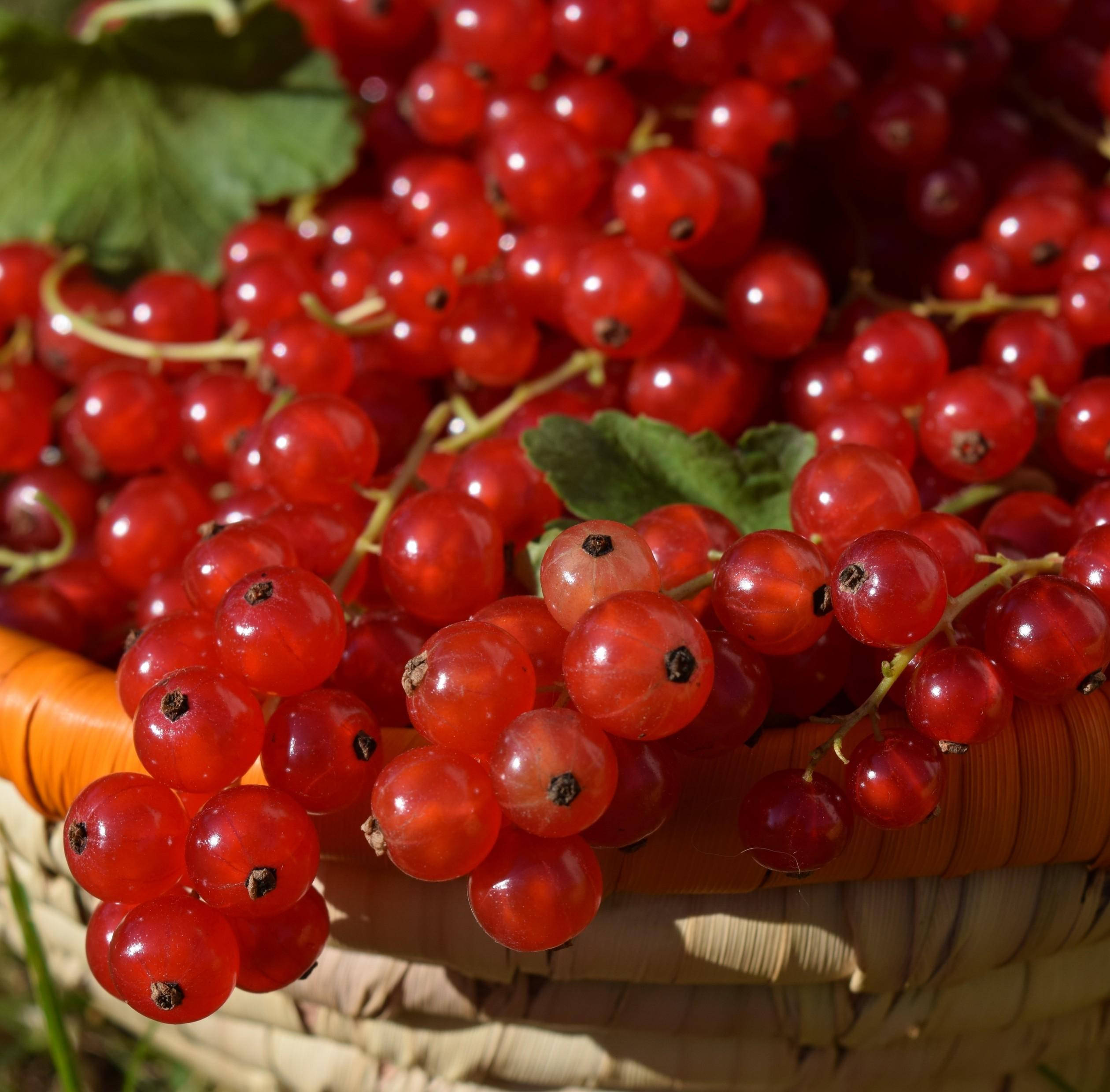 basket 桌布 壁紙 — 多汁的紅醋栗在從編織籃子中灑落的明亮陽光下閃閃發光，綠葉從中探出。