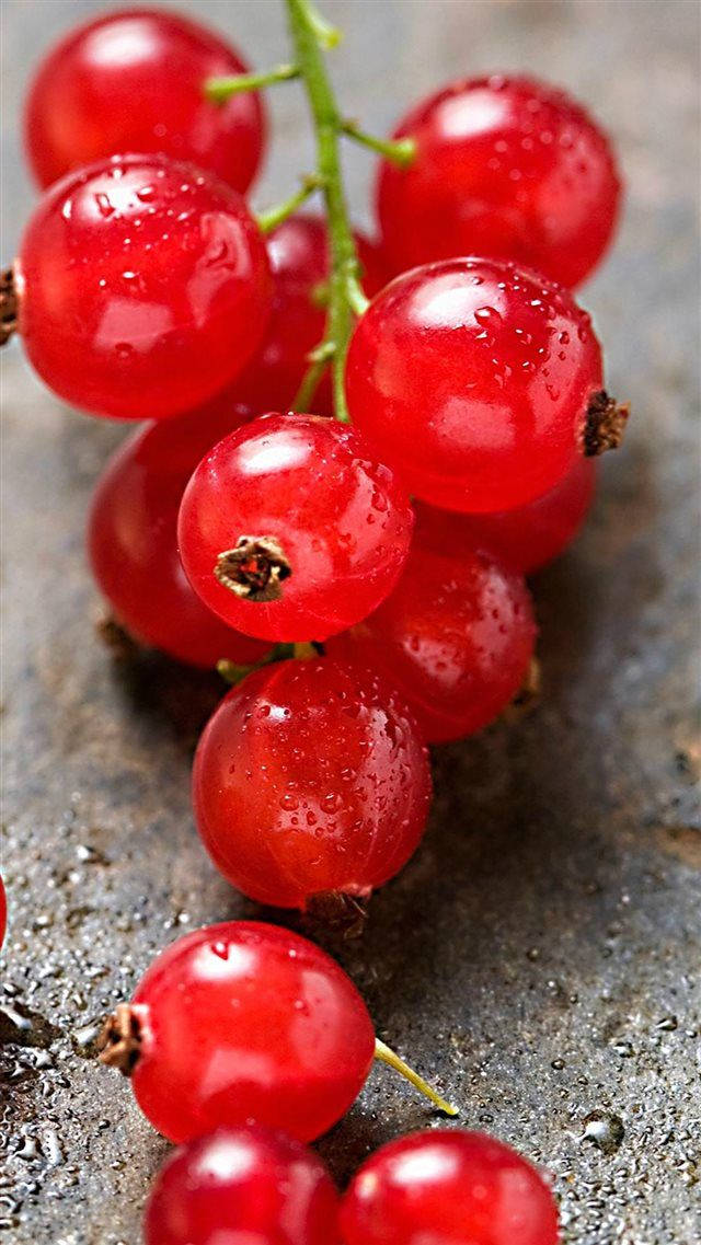 Fruit 桌布 壁紙 — 多汁的紅醋栗在紋理灰色表面上閃爍著露珠，特寫微距拍攝。
