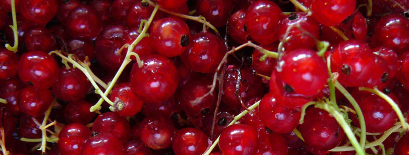 Red Fruit 桌布 壁紙 — 多汁的紅醋栗在翠綠的嫩莖上閃爍著露珠，近距離展現夏日甜美。