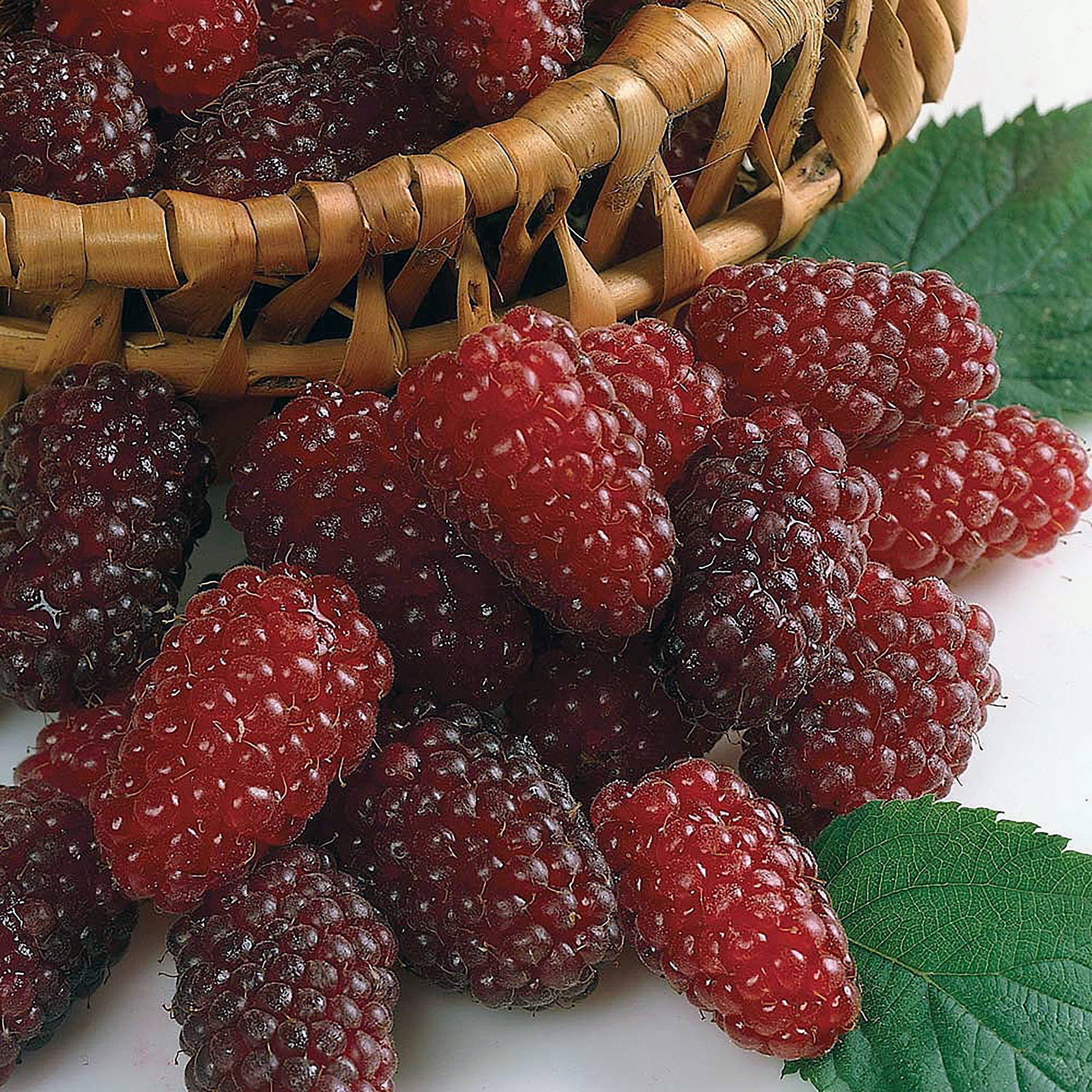 Berry 桌布 壁紙 — 多汁的紅黑覆盆子從編織籃中溢出，旁邊有新鮮的綠葉。