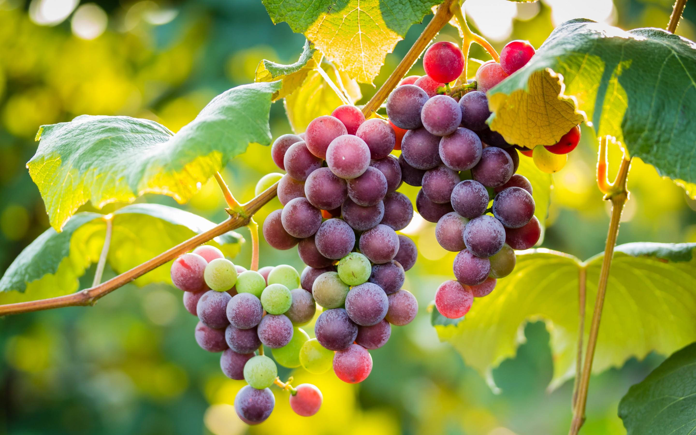 Vineyard 桌布 壁紙 — 多汁的紫色和綠色葡萄串在藤蔓上，陽光照耀的葉子在充滿活力的花園場景中。